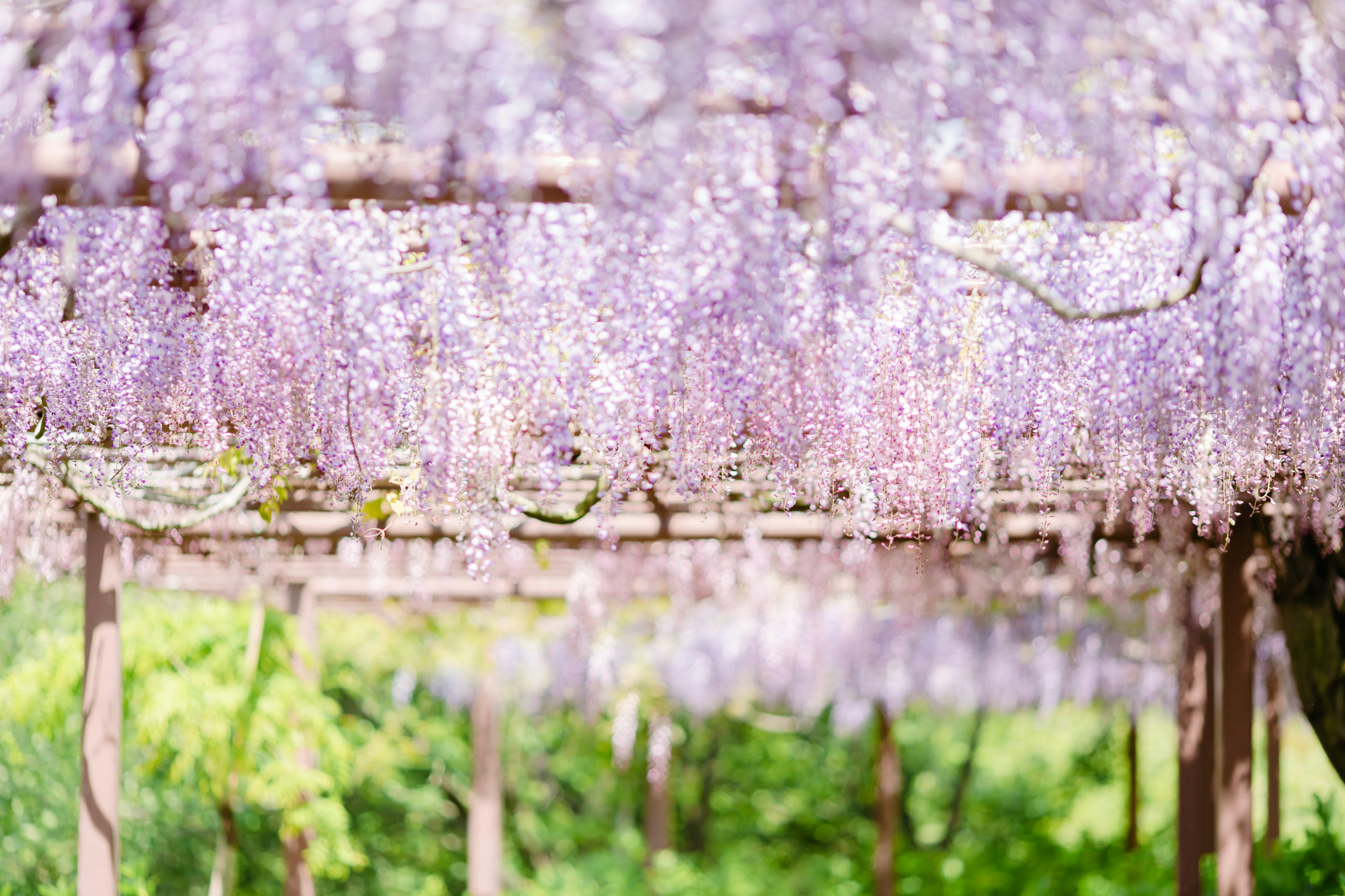 Lila Wisteria-Blüten hängen von einem Spalier in einem üppigen Garten