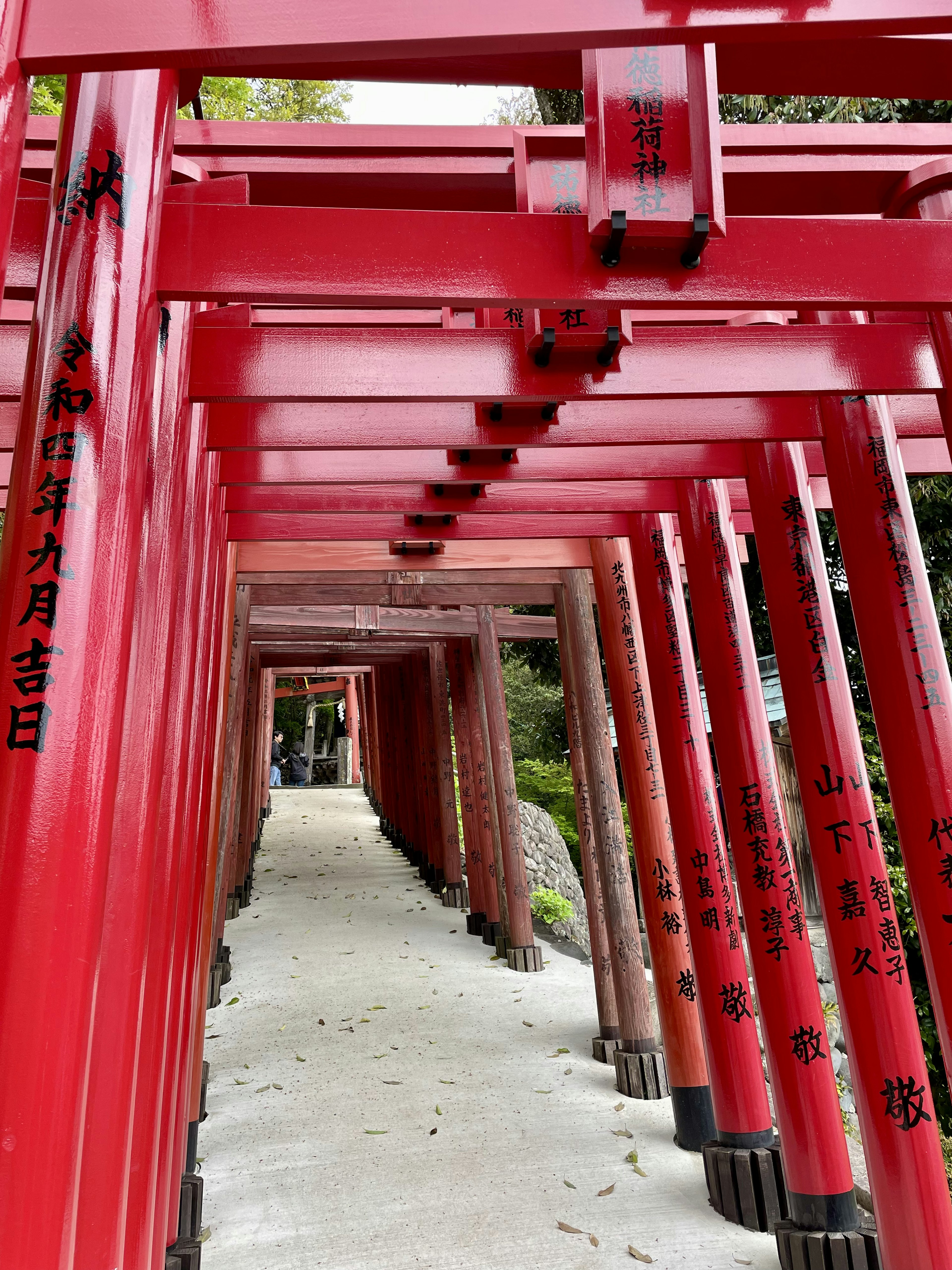 Jalan yang dikelilingi gerbang torii merah menciptakan efek terowongan