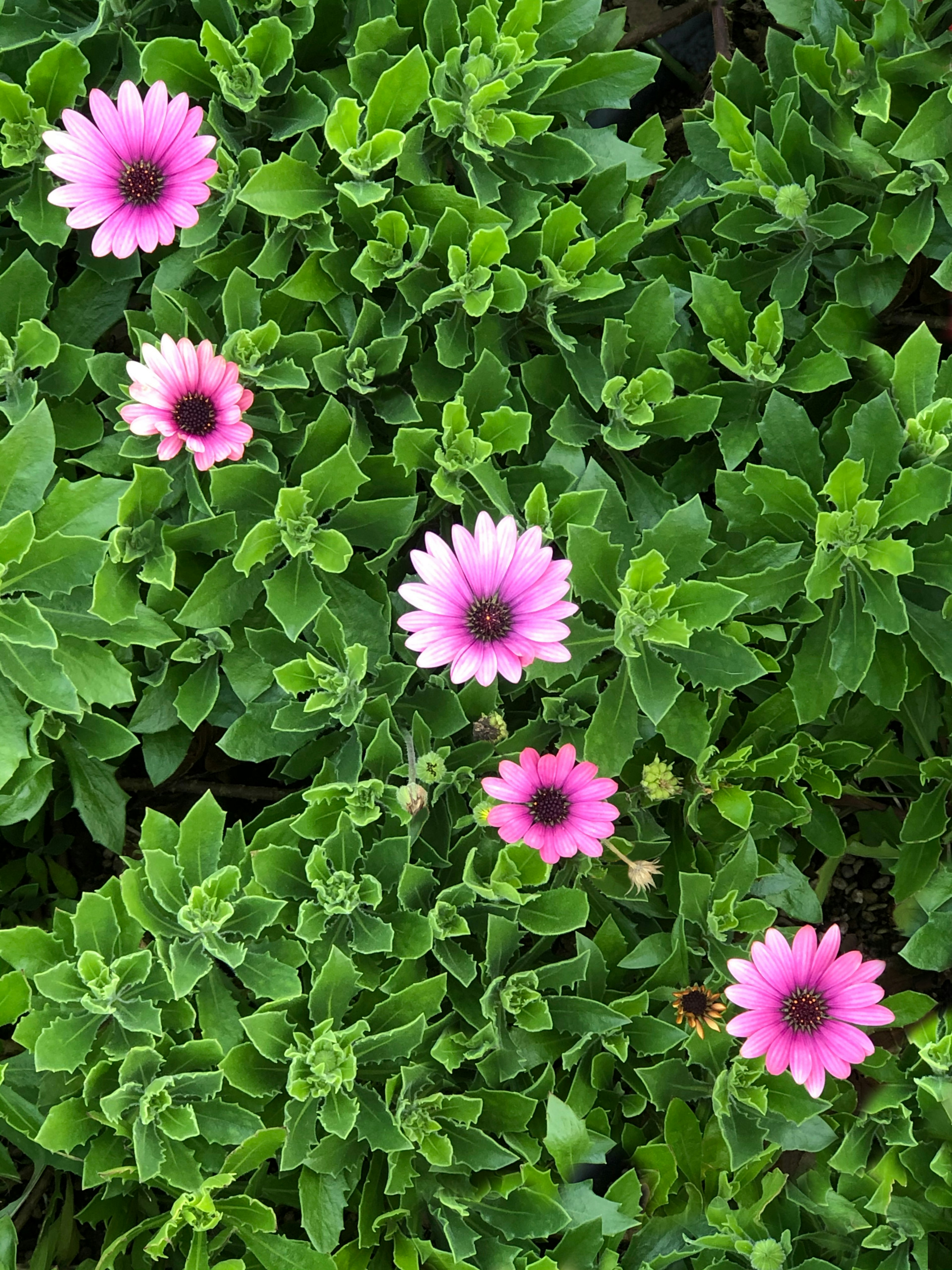 俯視圖中綠色葉子中的粉色花朵