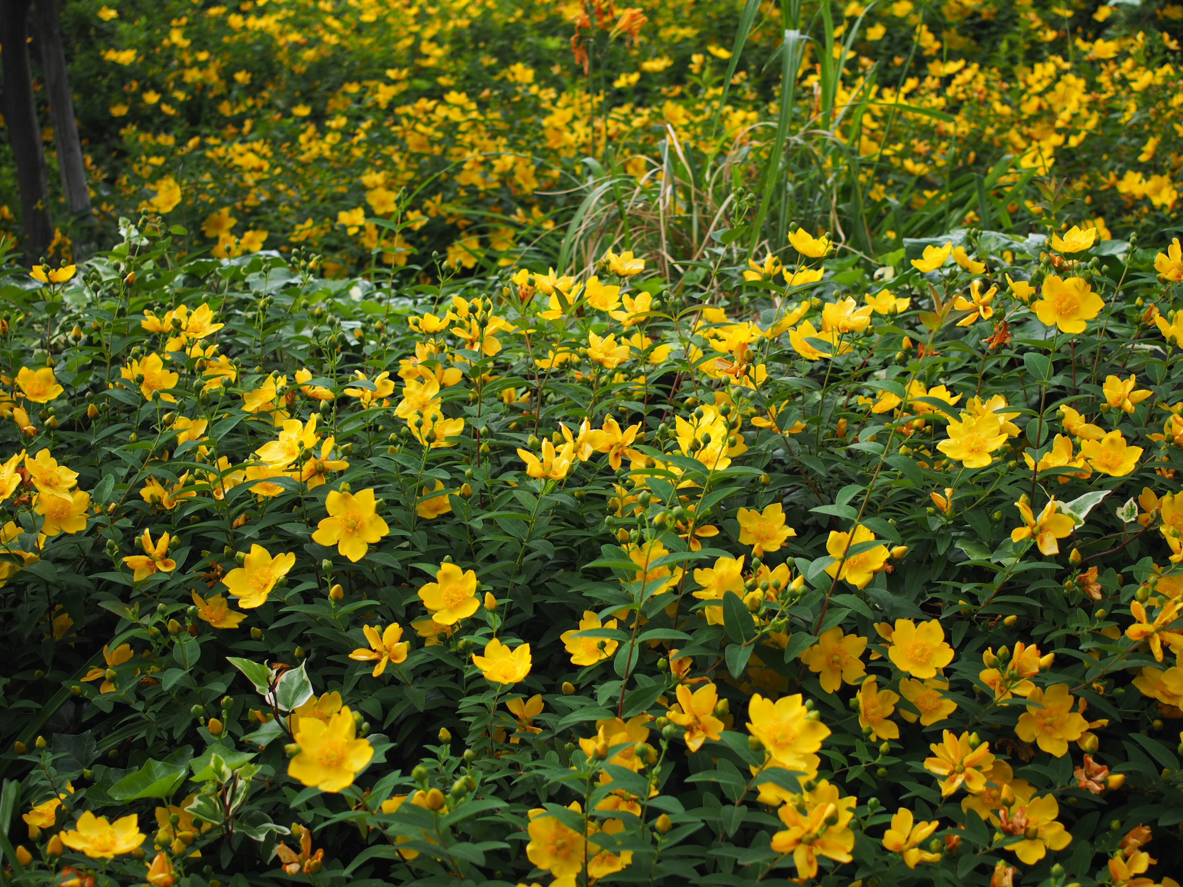 Ein lebendiges Feld mit gelben Blumen umgeben von üppigem grünem Laub