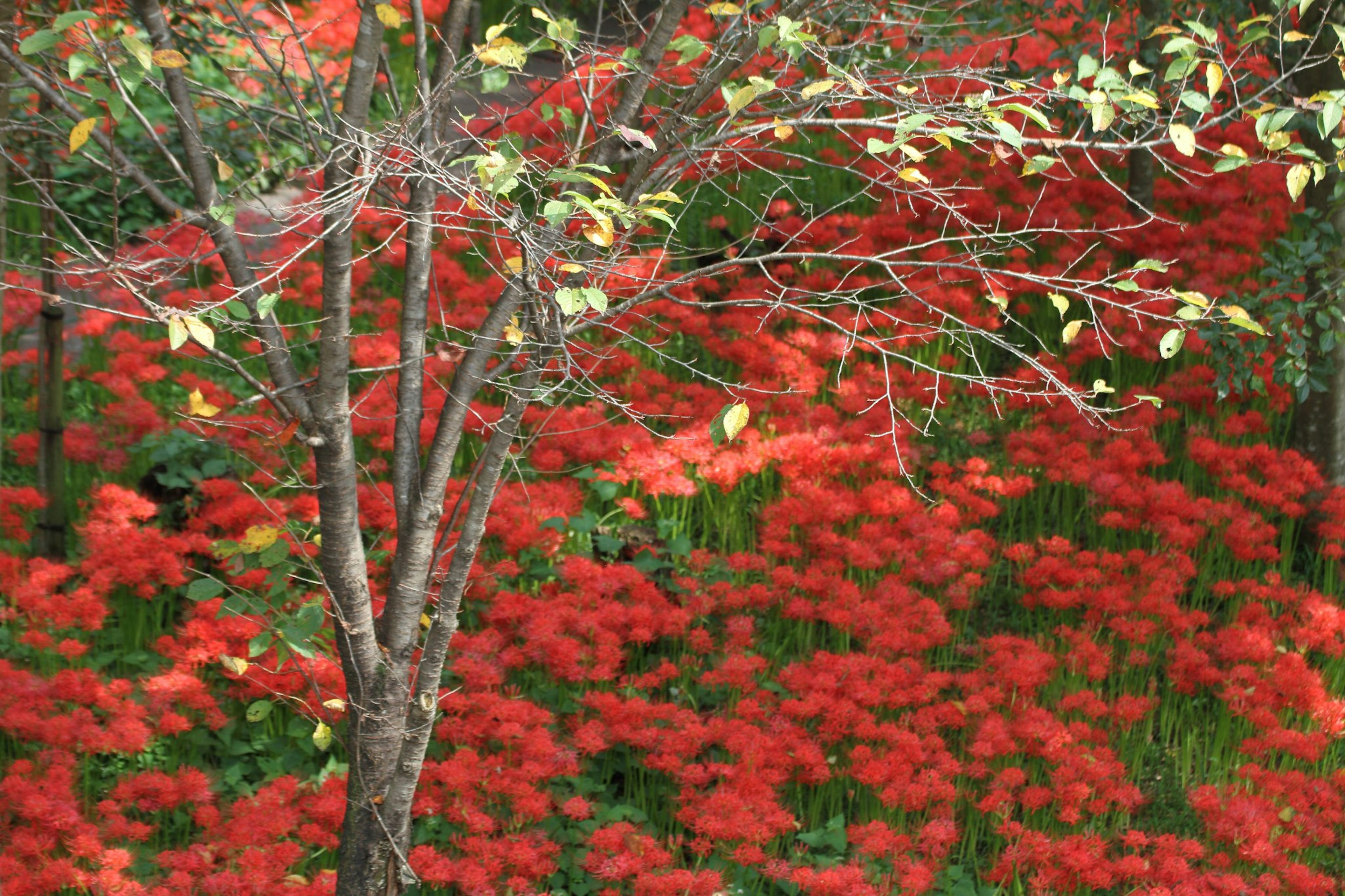 赤い花が咲く風景と木の幹