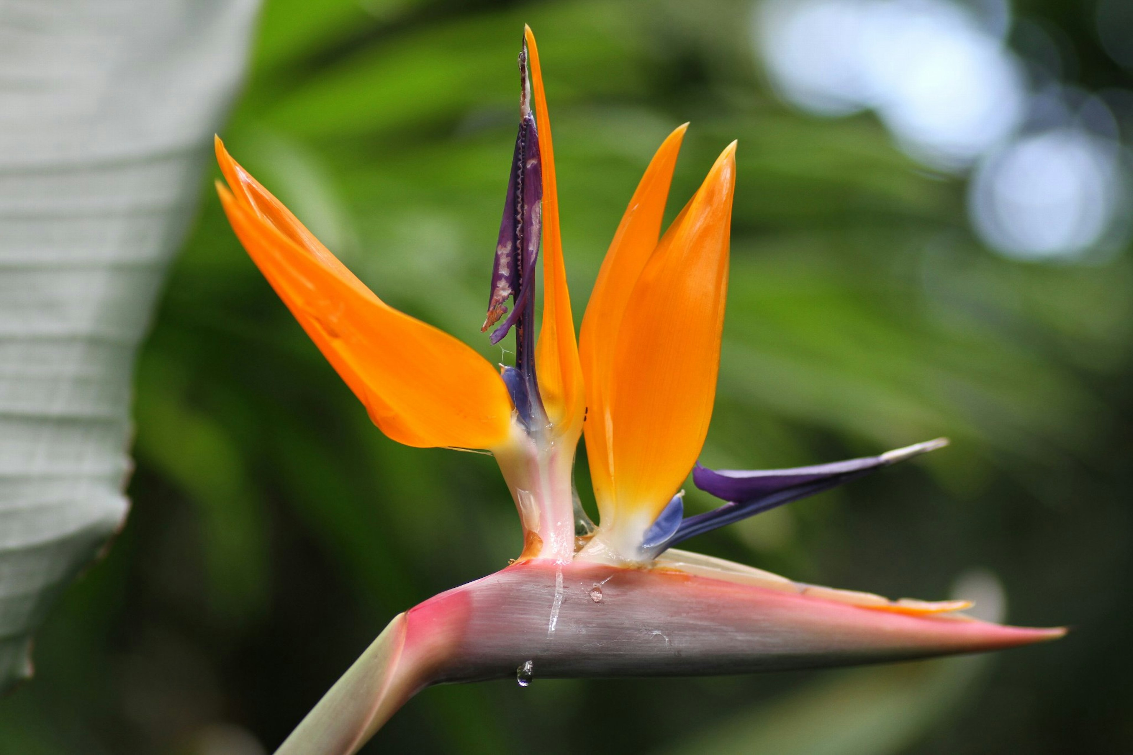 Close-up of an orange bird of paradise flower with green background