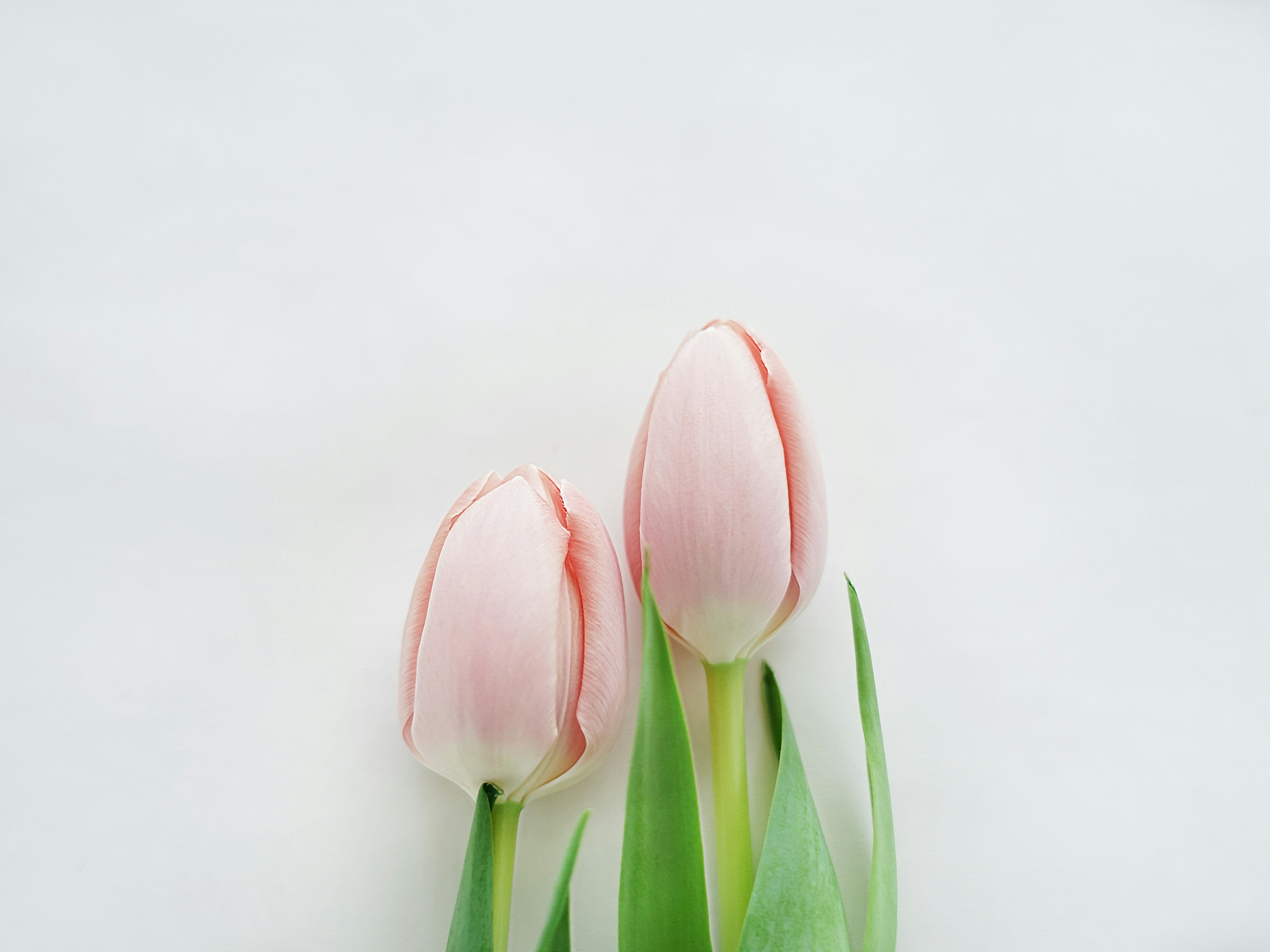 Two pale pink tulips with green leaves on a light background