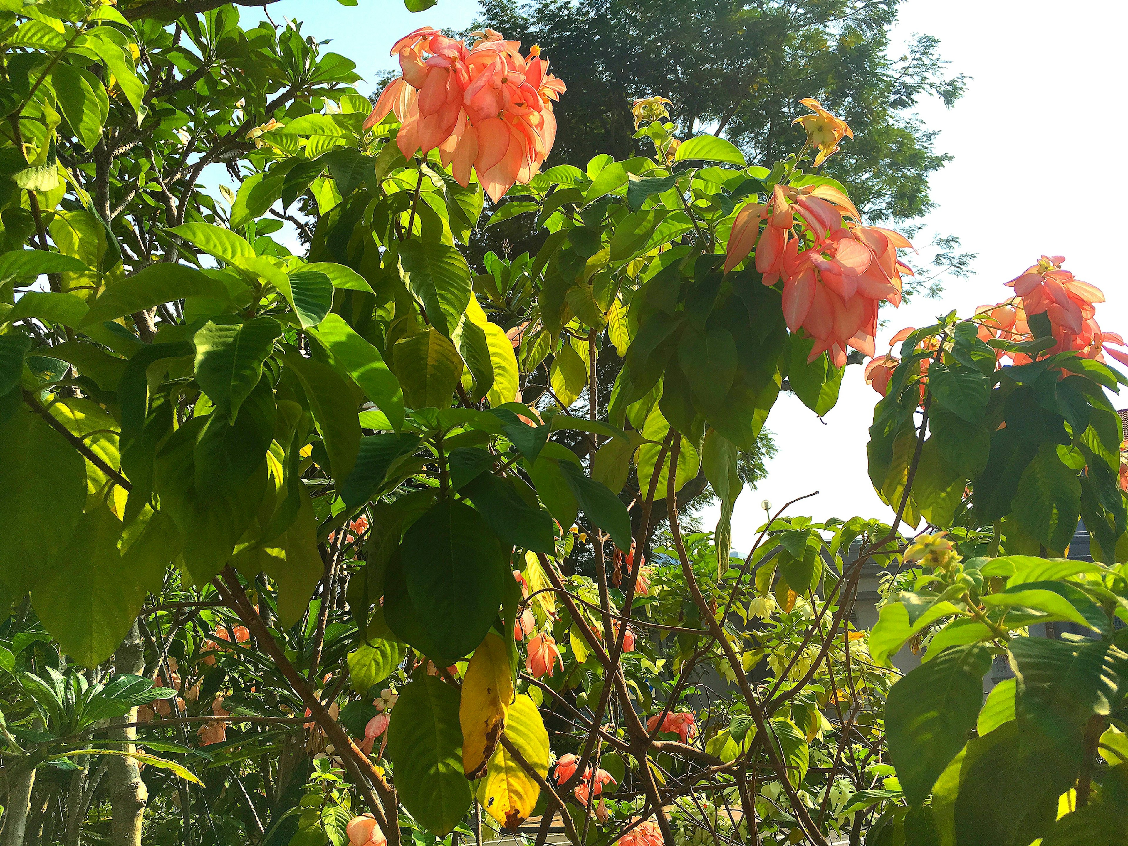 Vegetazione lussureggiante con fiori arancioni brillanti in fiore