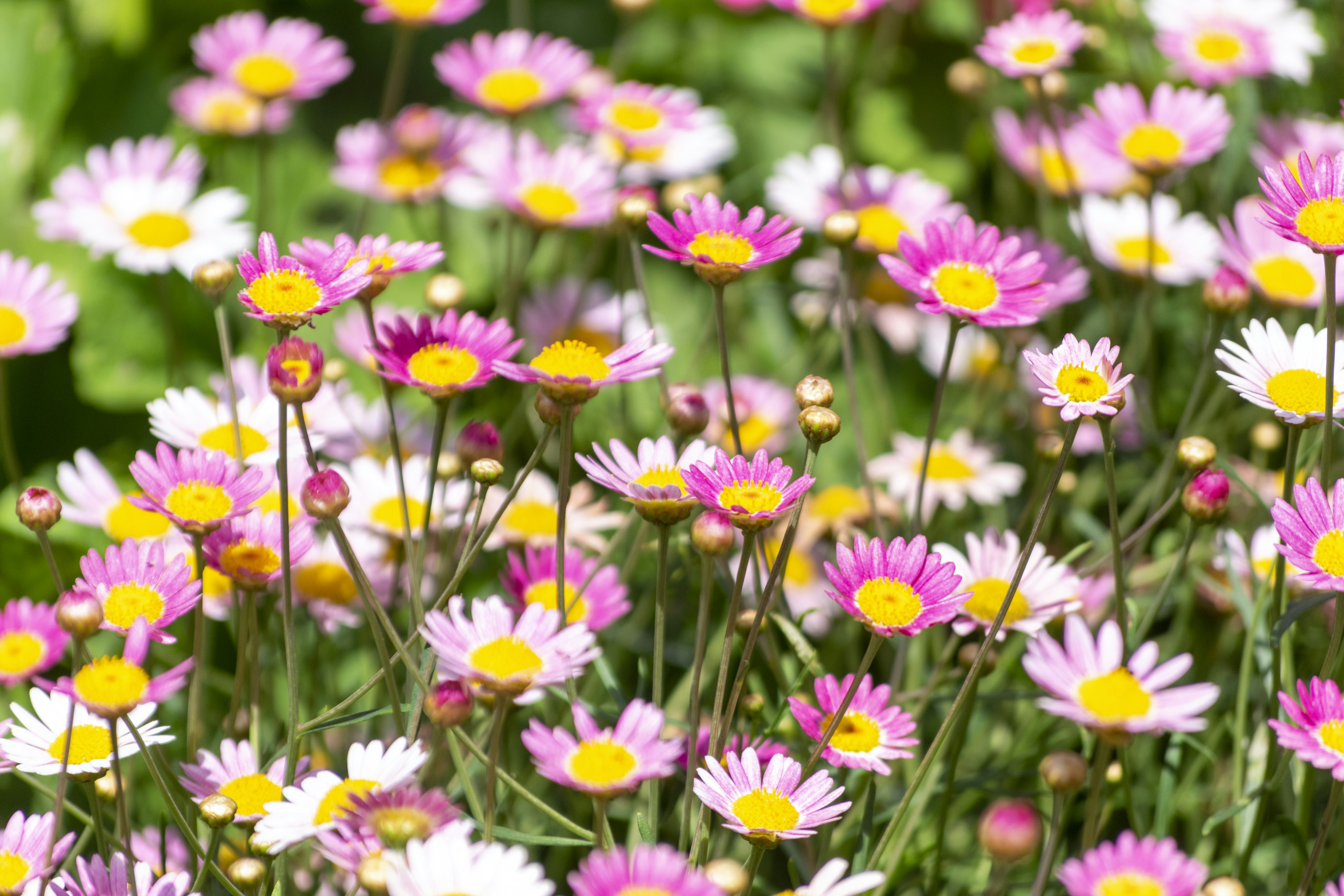 Una scena di giardino vibrante piena di fiori rosa e bianchi con centri gialli