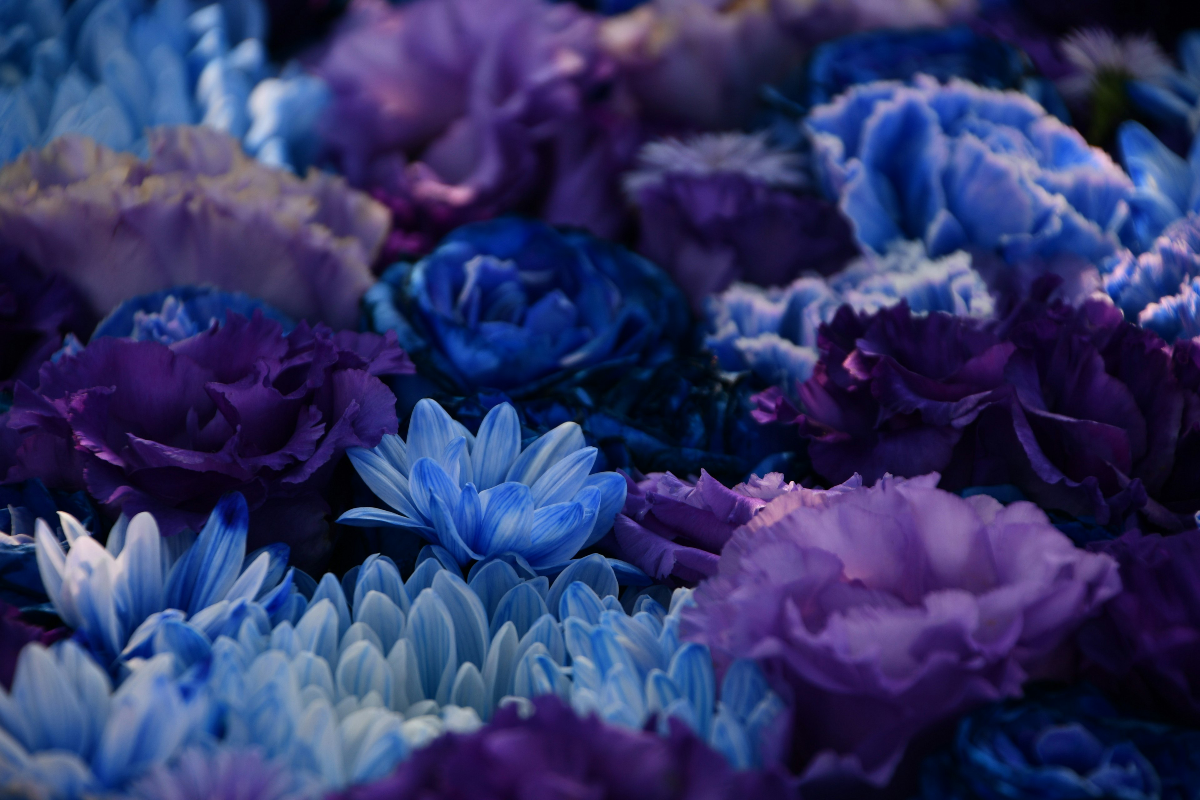 Ein wunderschönes Blumenarrangement mit lebendigen blauen und lila Blumen