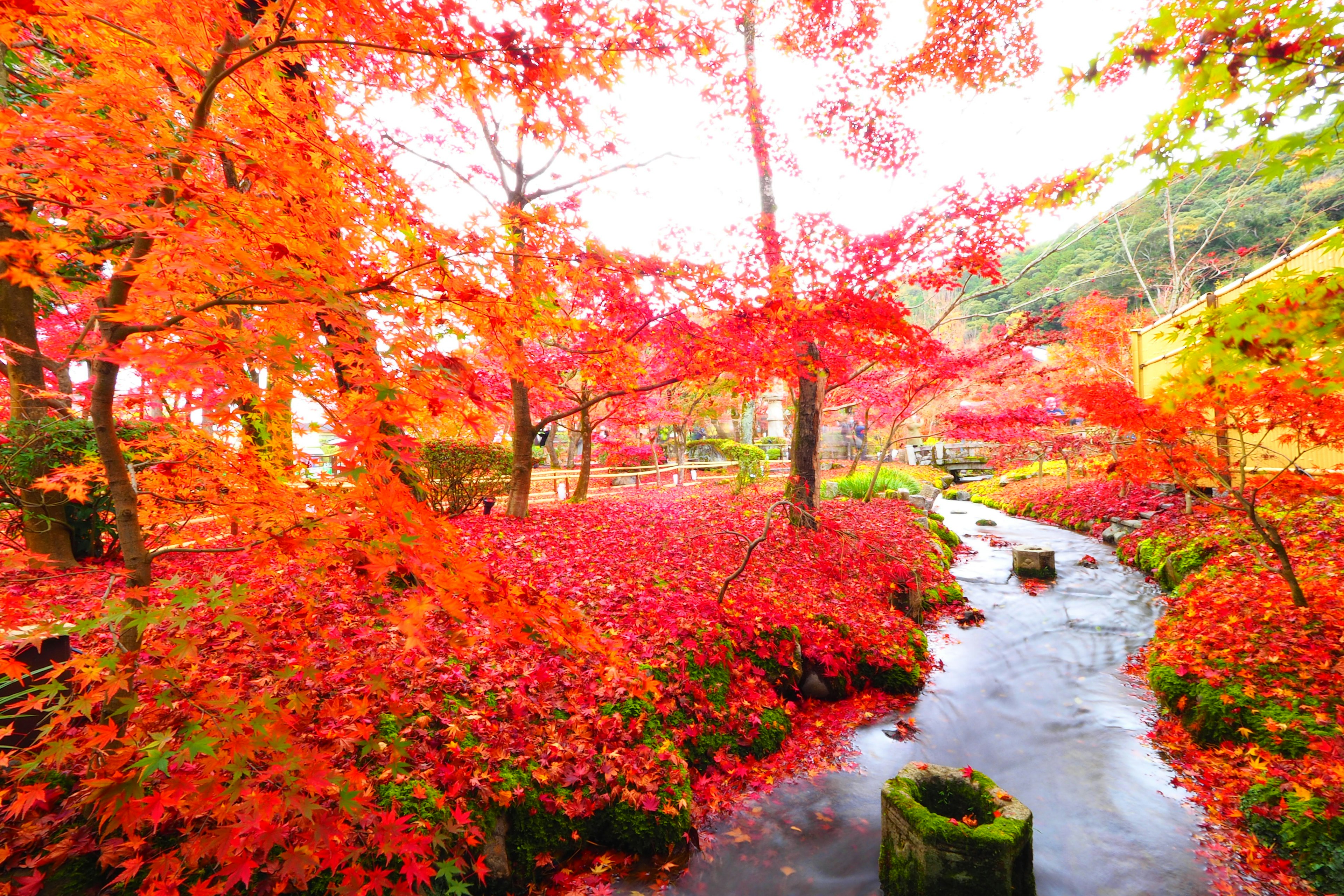 Vue pittoresque d'un ruisseau entouré d'un feuillage rouge et orange vif