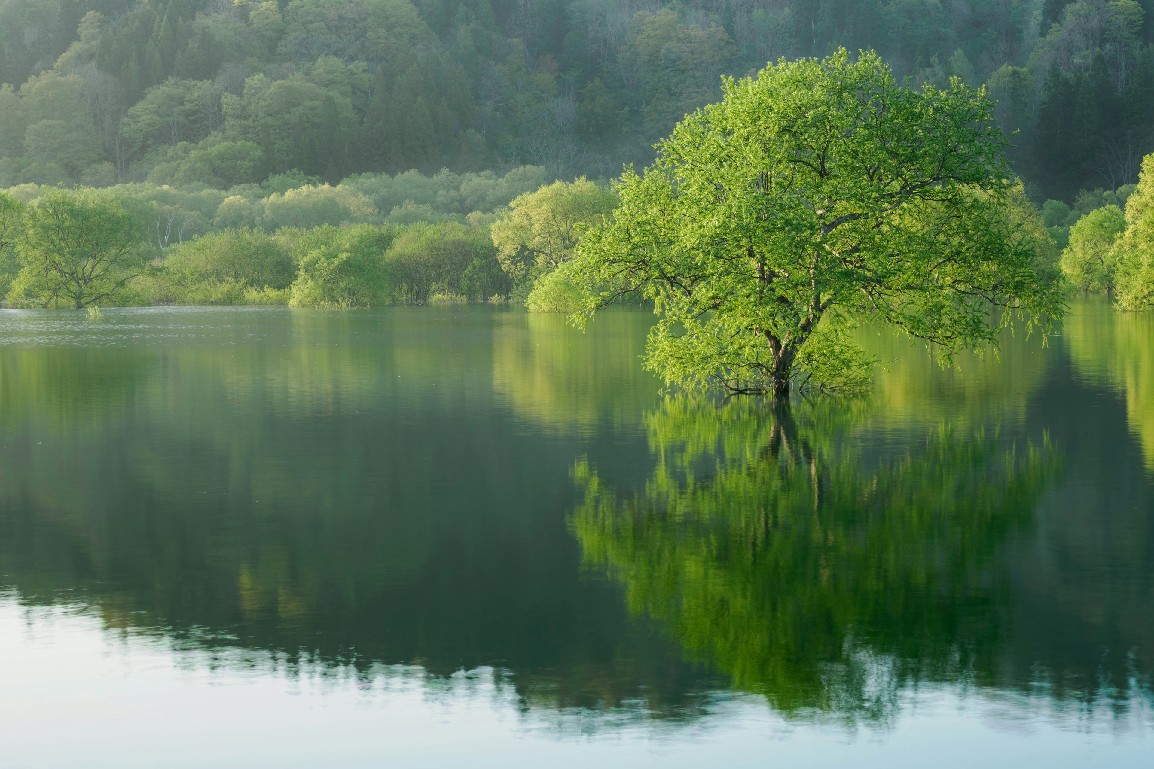 Un albero verde che si erge in un lago calmo con il suo riflesso