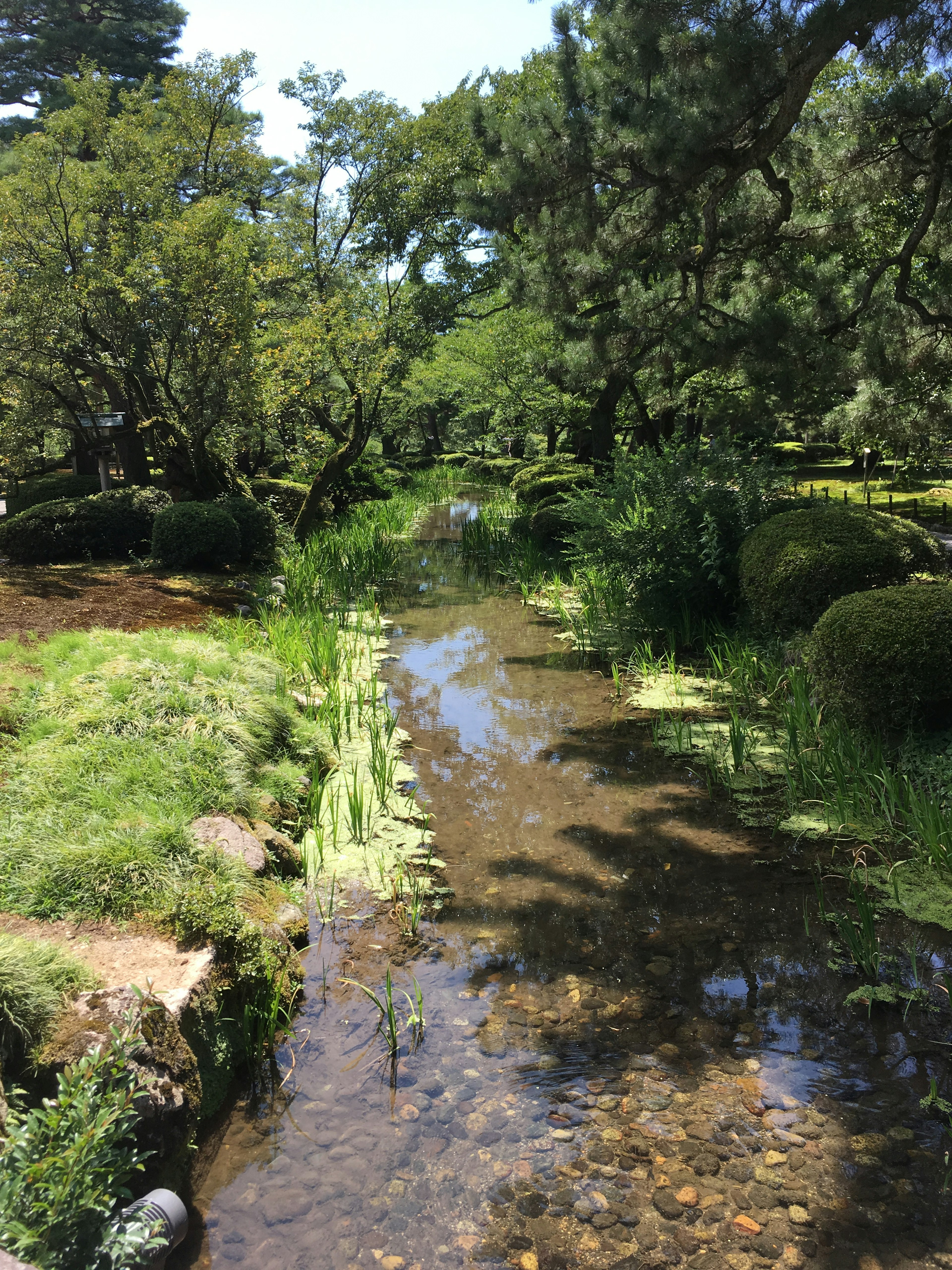 Vista panoramica di un ruscello in un parco lussureggiante con riflessi di alberi sull'acqua