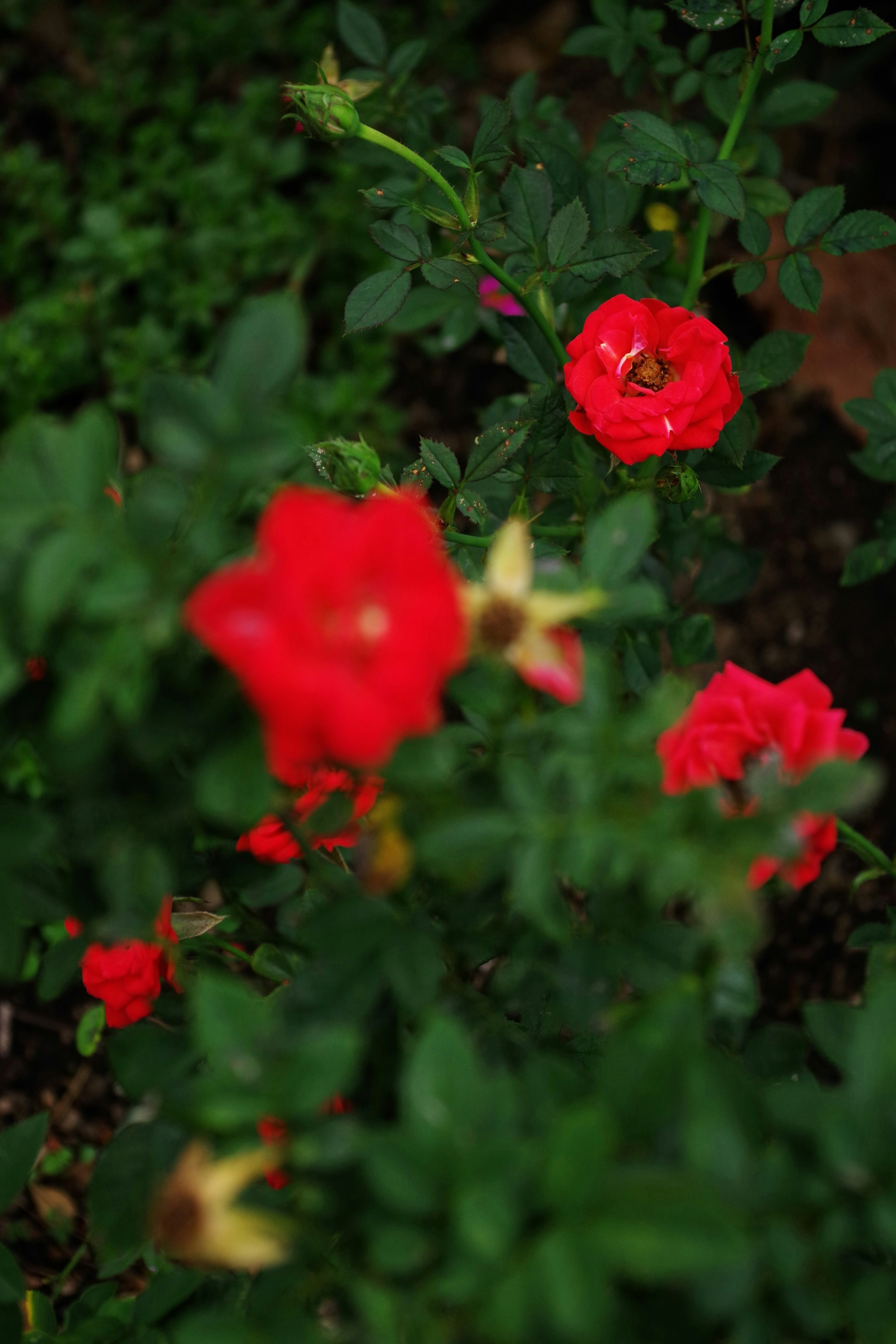 Red rose flowers blooming in a green background