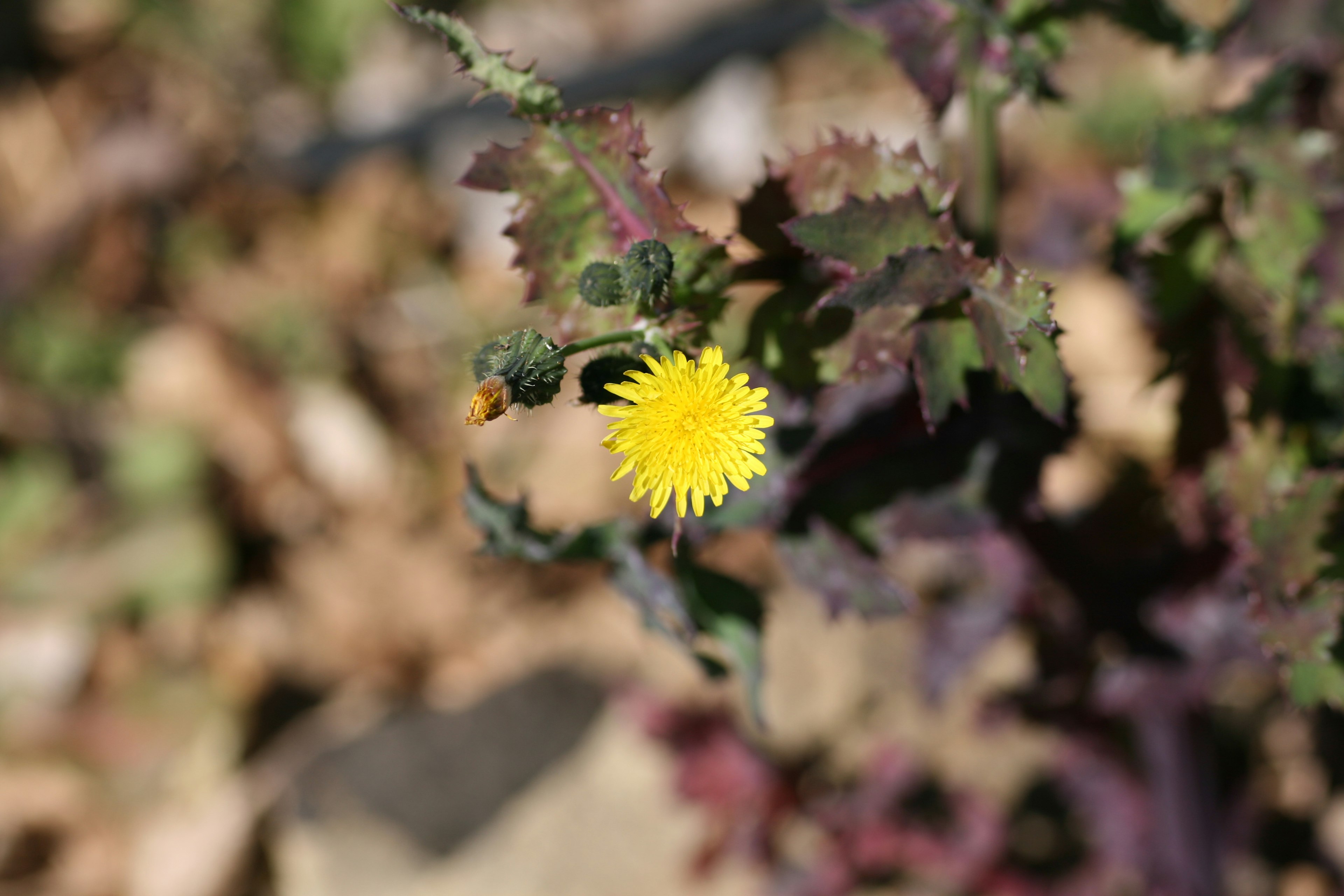 Acercamiento de una planta con una flor amarilla y hojas moradas