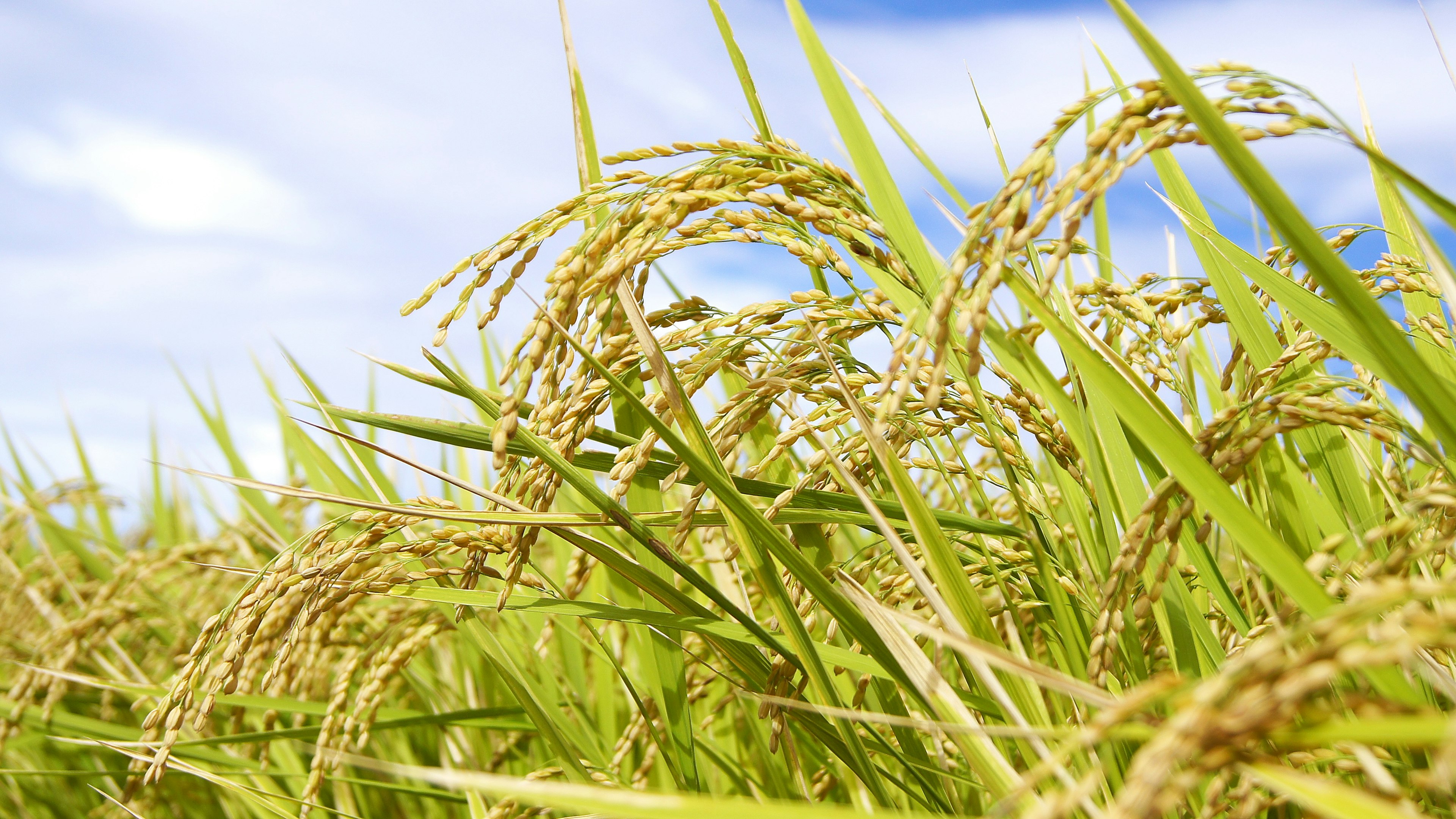 Lush rice plants with golden grains under a blue sky