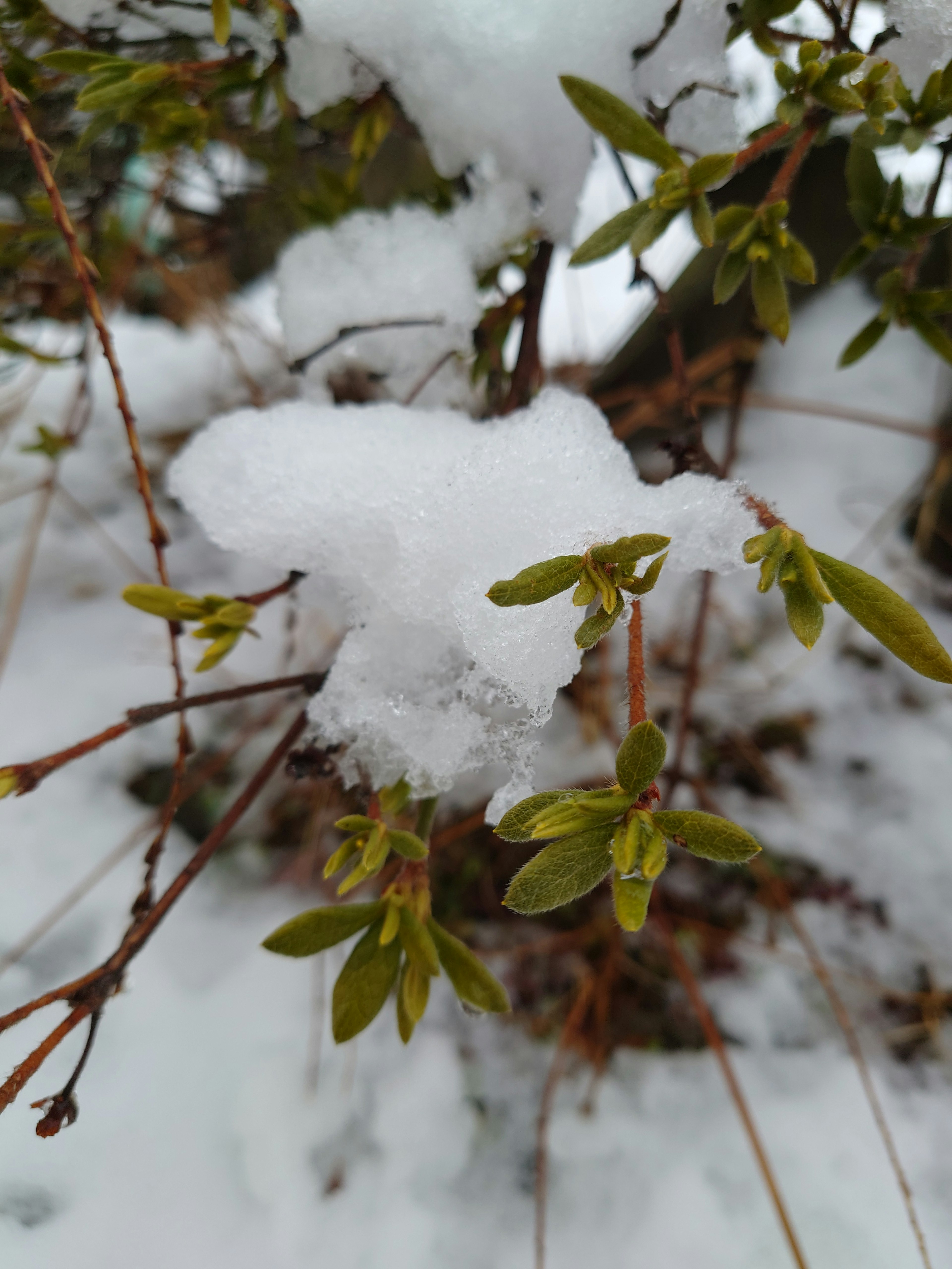 Grüne Blätter und Zweige mit Schnee bedeckt