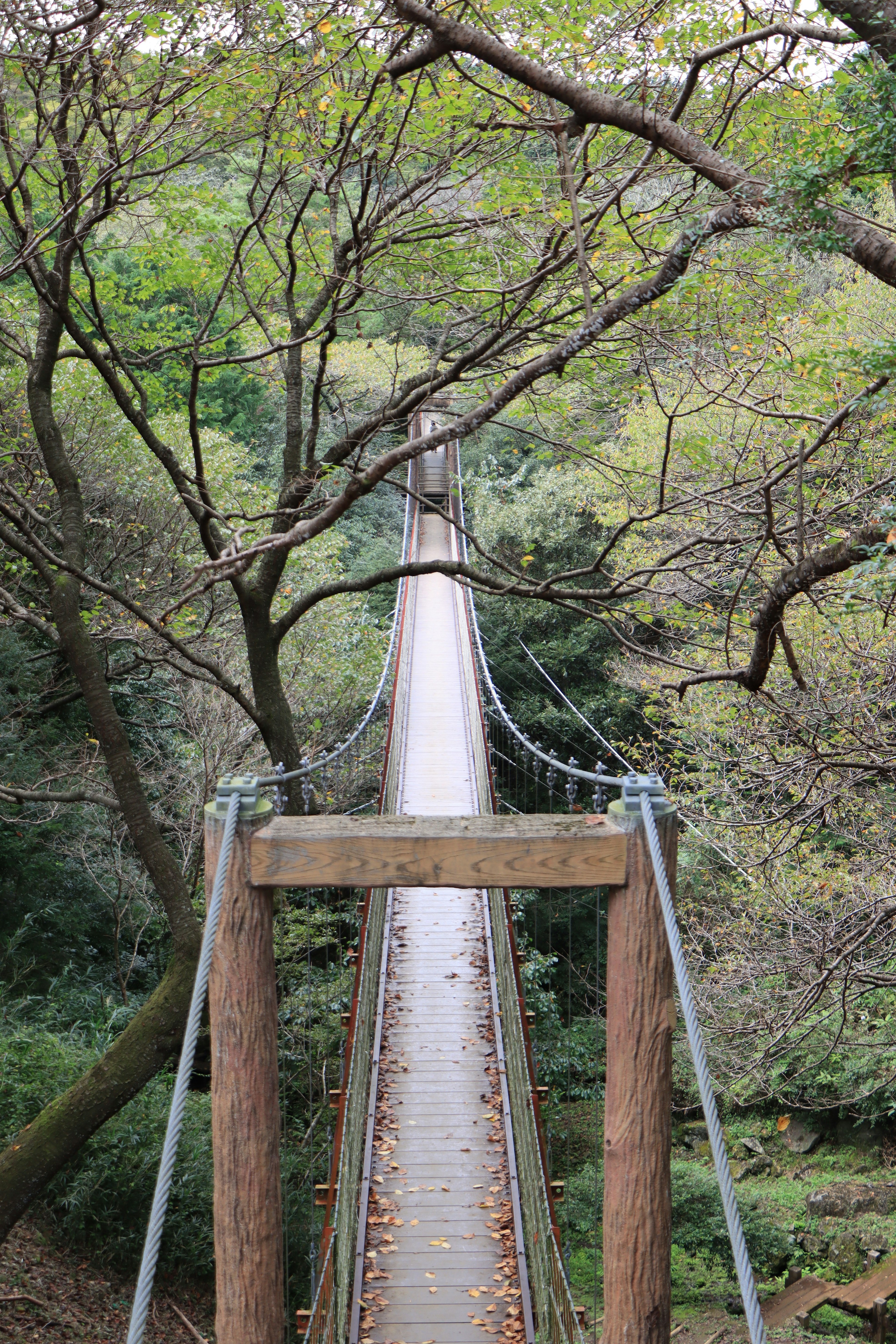 吊り橋が木々に囲まれている風景