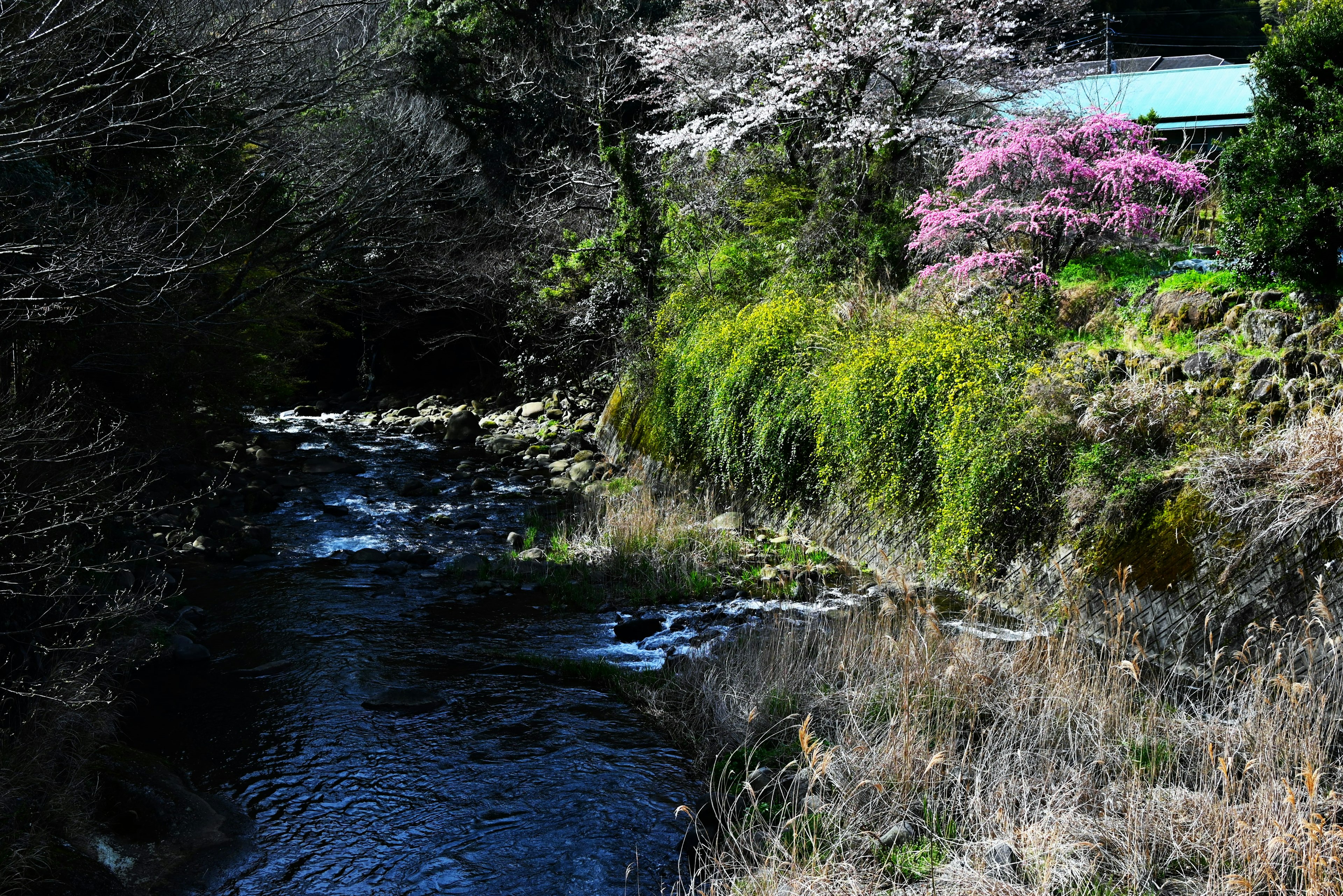 小川のそばに咲く桜と色とりどりの花々 緑豊かな景色