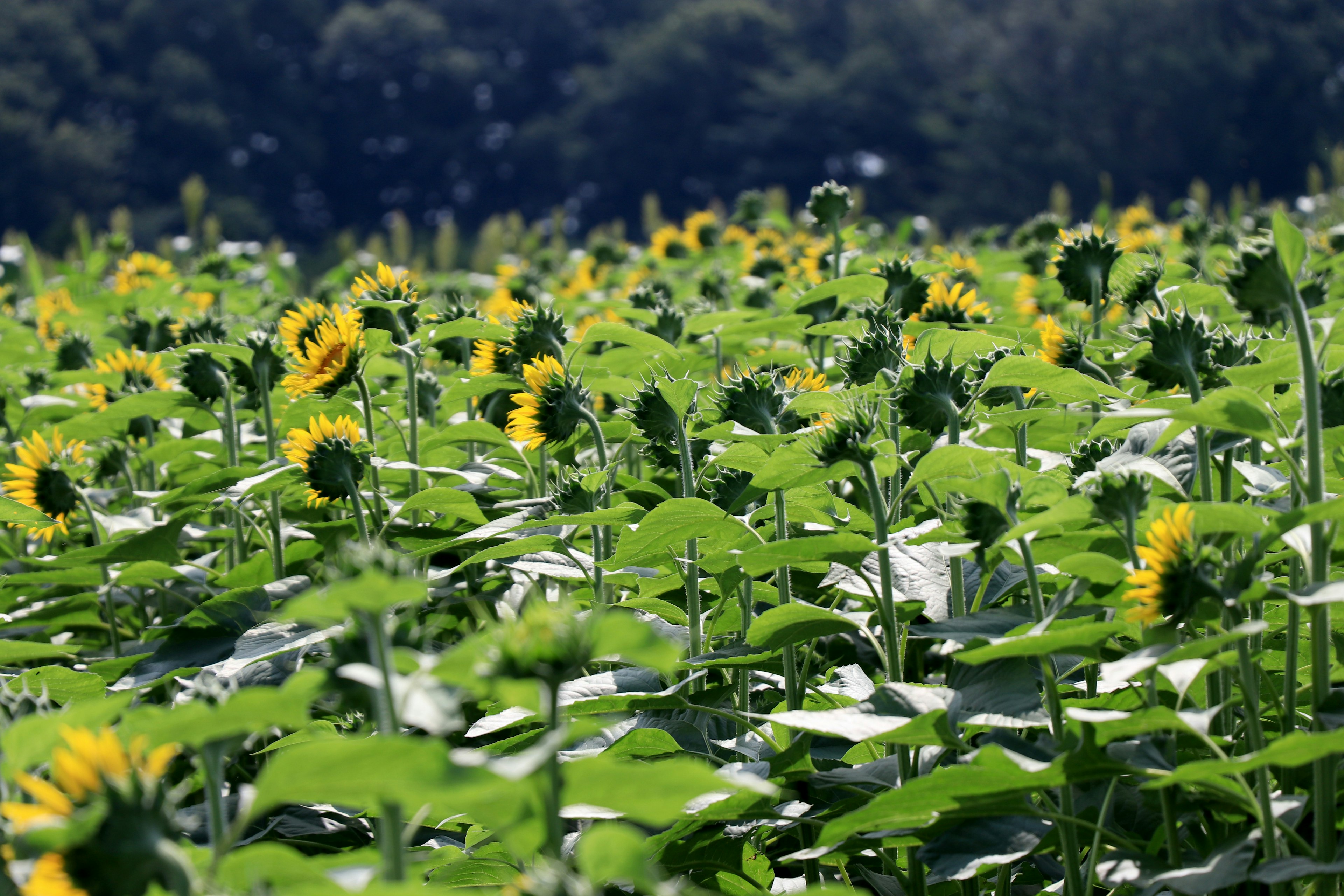 Campo di girasoli con foglie verdi vivaci e fiori gialli