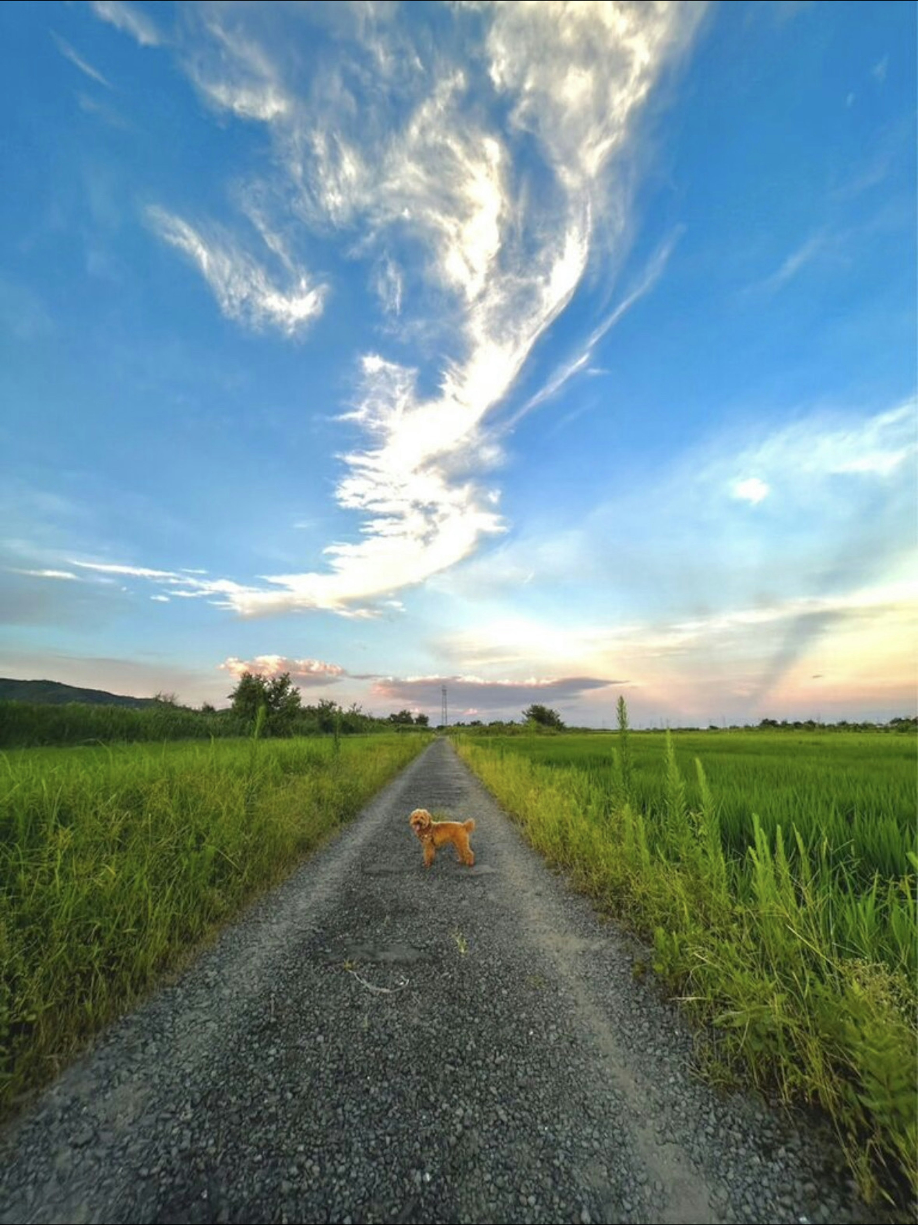 Seekor anjing berjalan di jalan pedesaan di bawah langit biru dengan awan