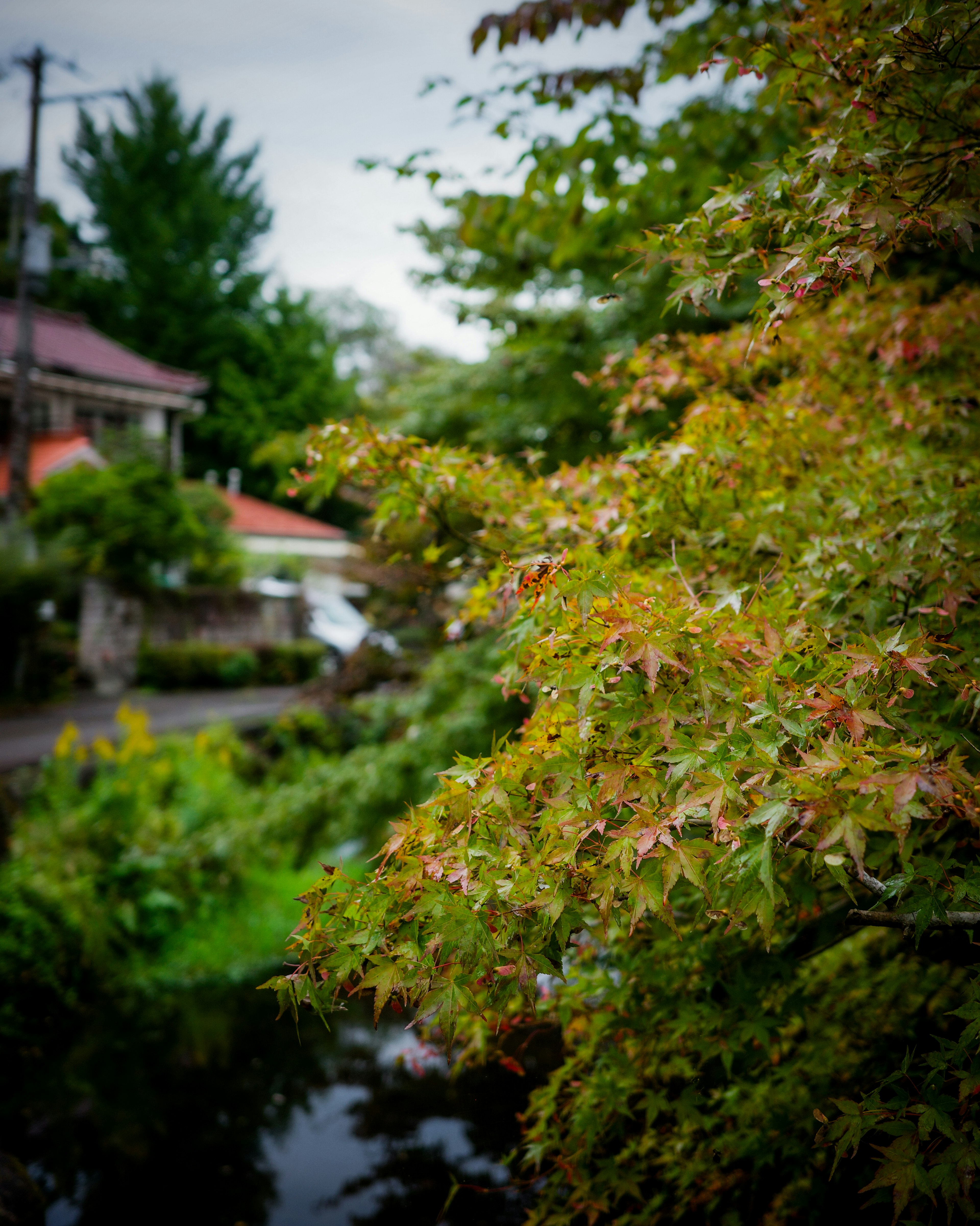 緑とオレンジの葉を持つ木の近くにある小川の風景