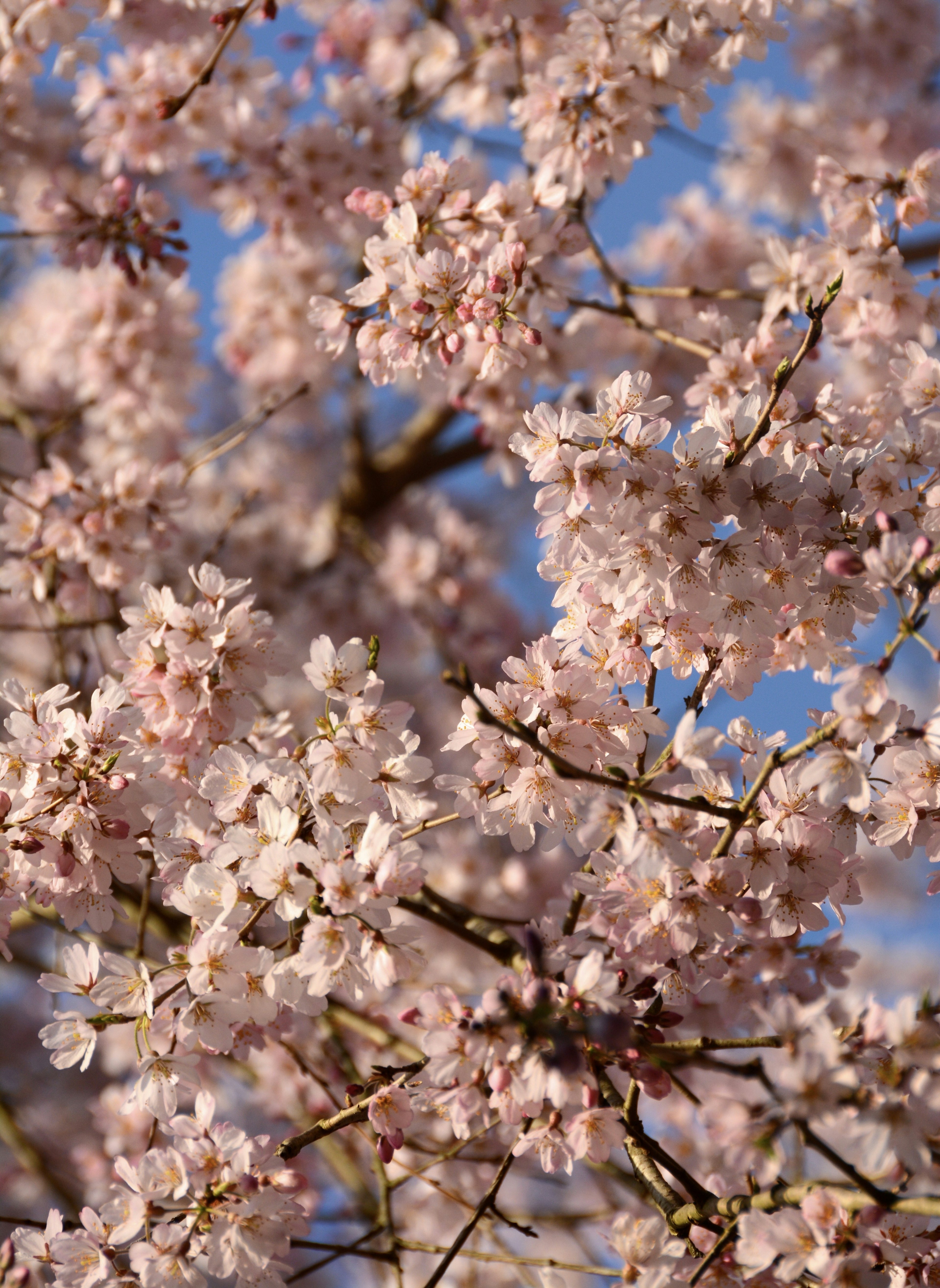 Cherry blossoms in full bloom against a blue sky