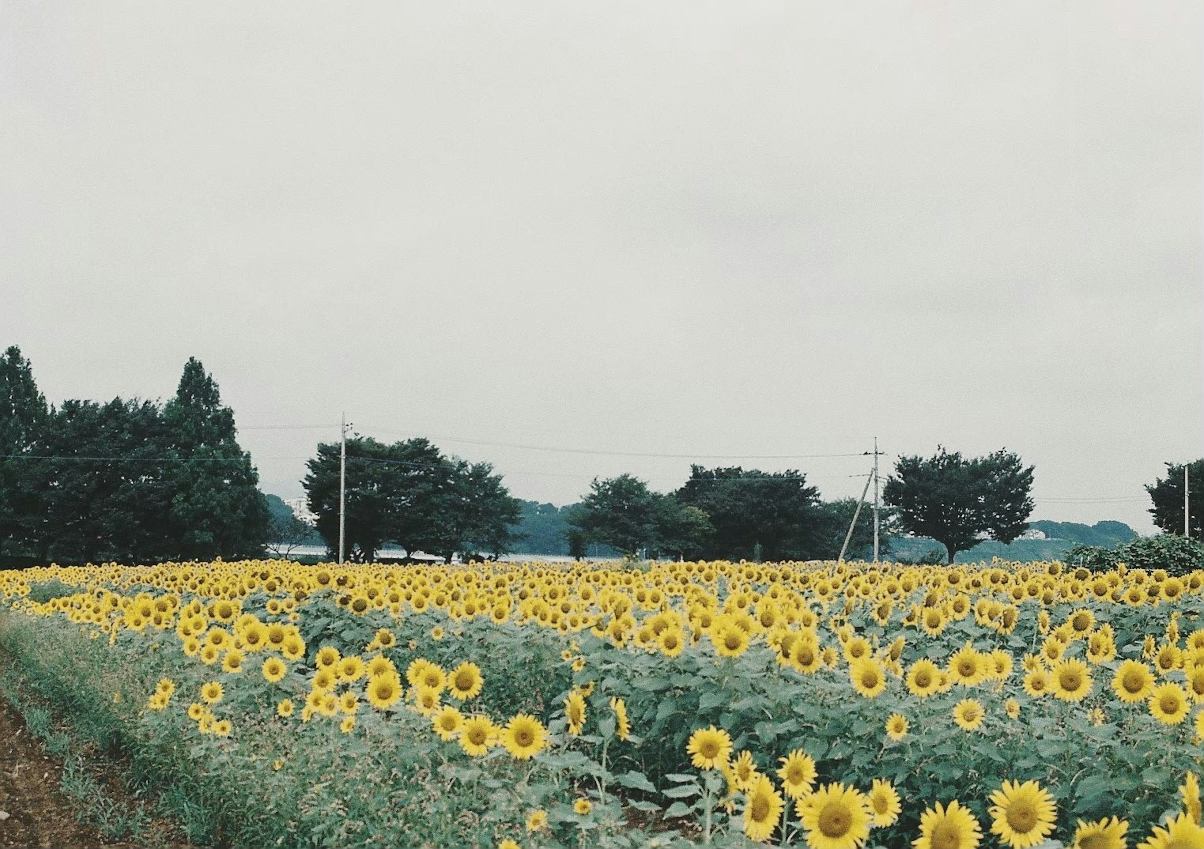 Weitläufiges Sonnenblumenfeld unter einem bewölkten Himmel