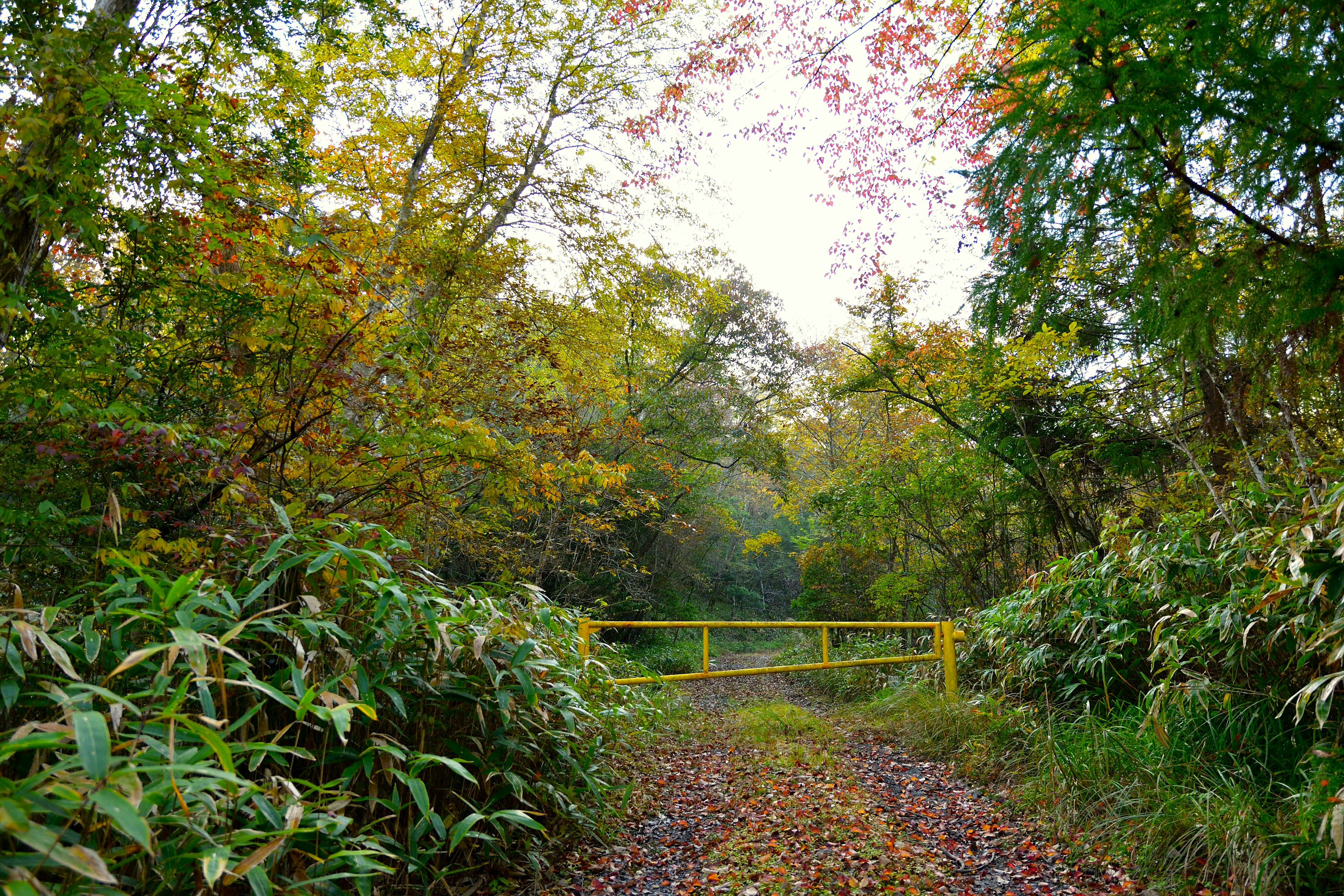 Ein gelbes Tor auf einem Waldweg mit Herbstlaub