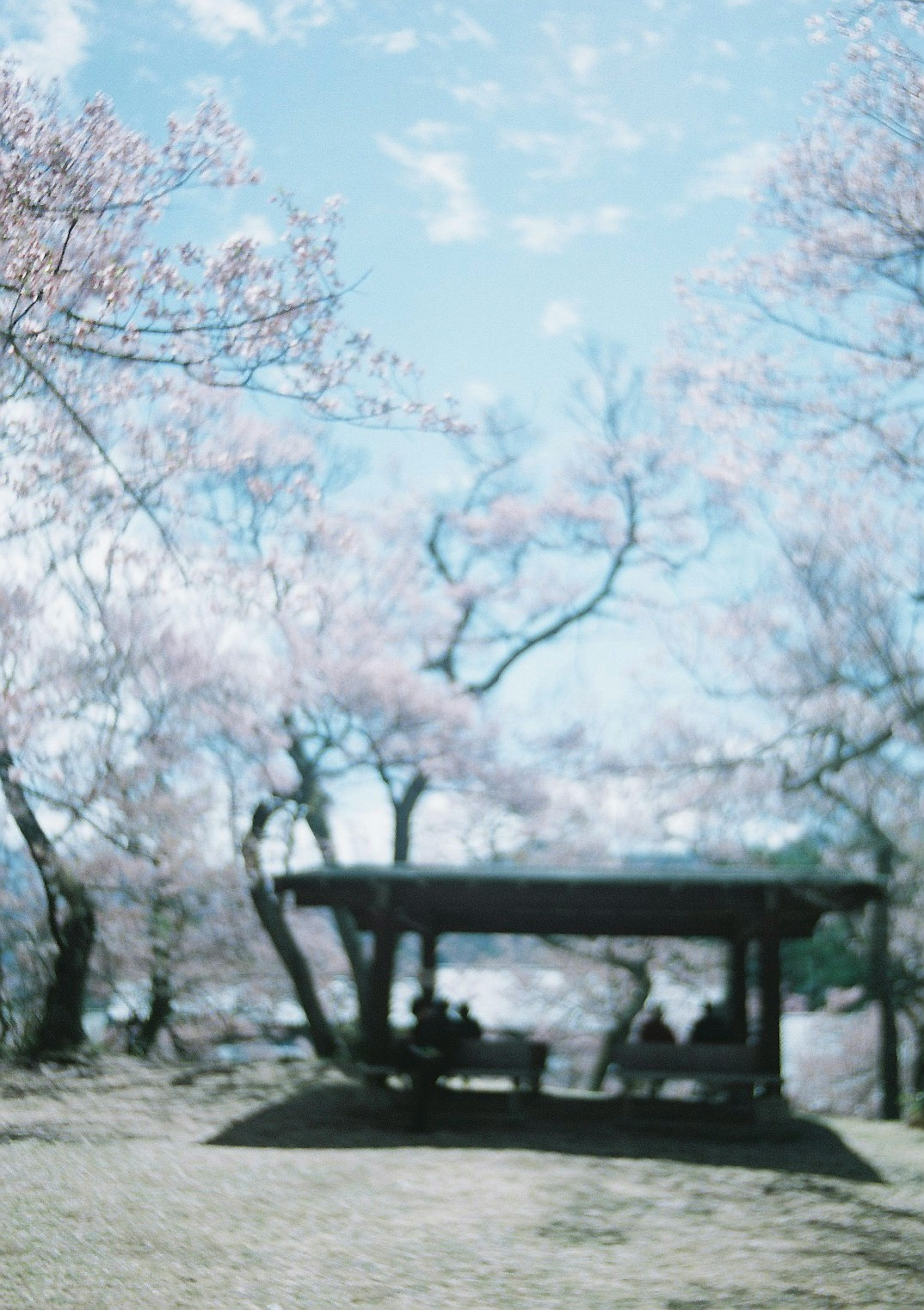 桜の木に囲まれた小屋でくつろぐ人々の風景