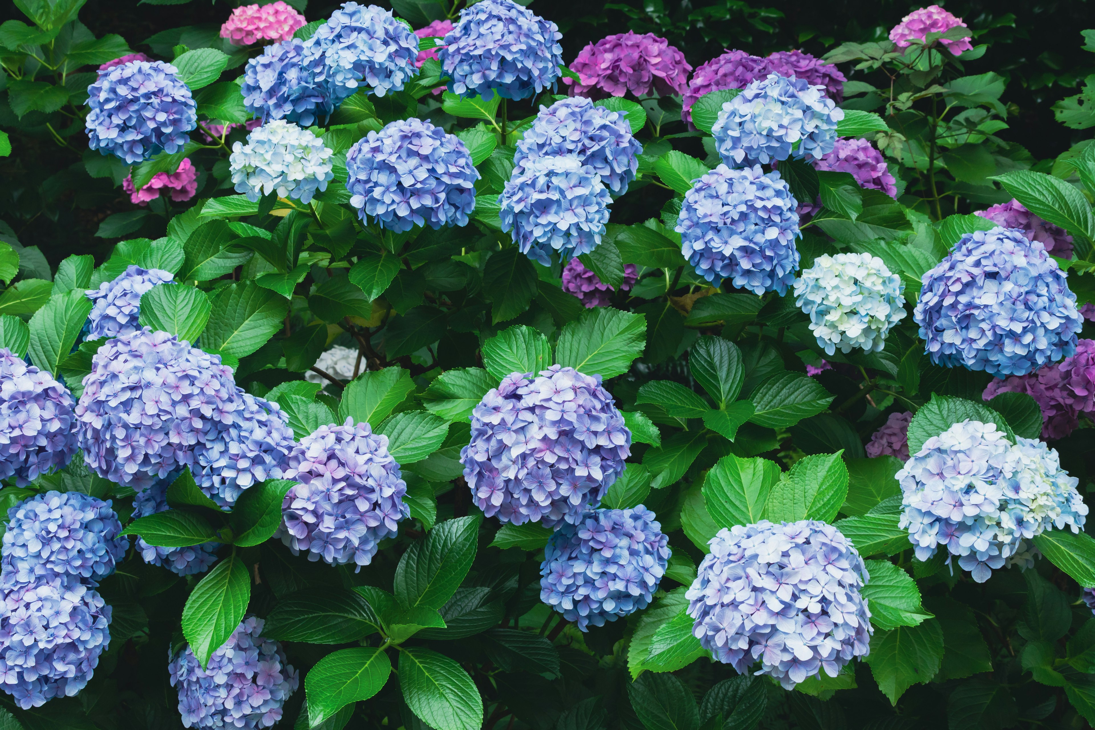 Pemandangan kebun dengan bunga hortensia biru yang mekar