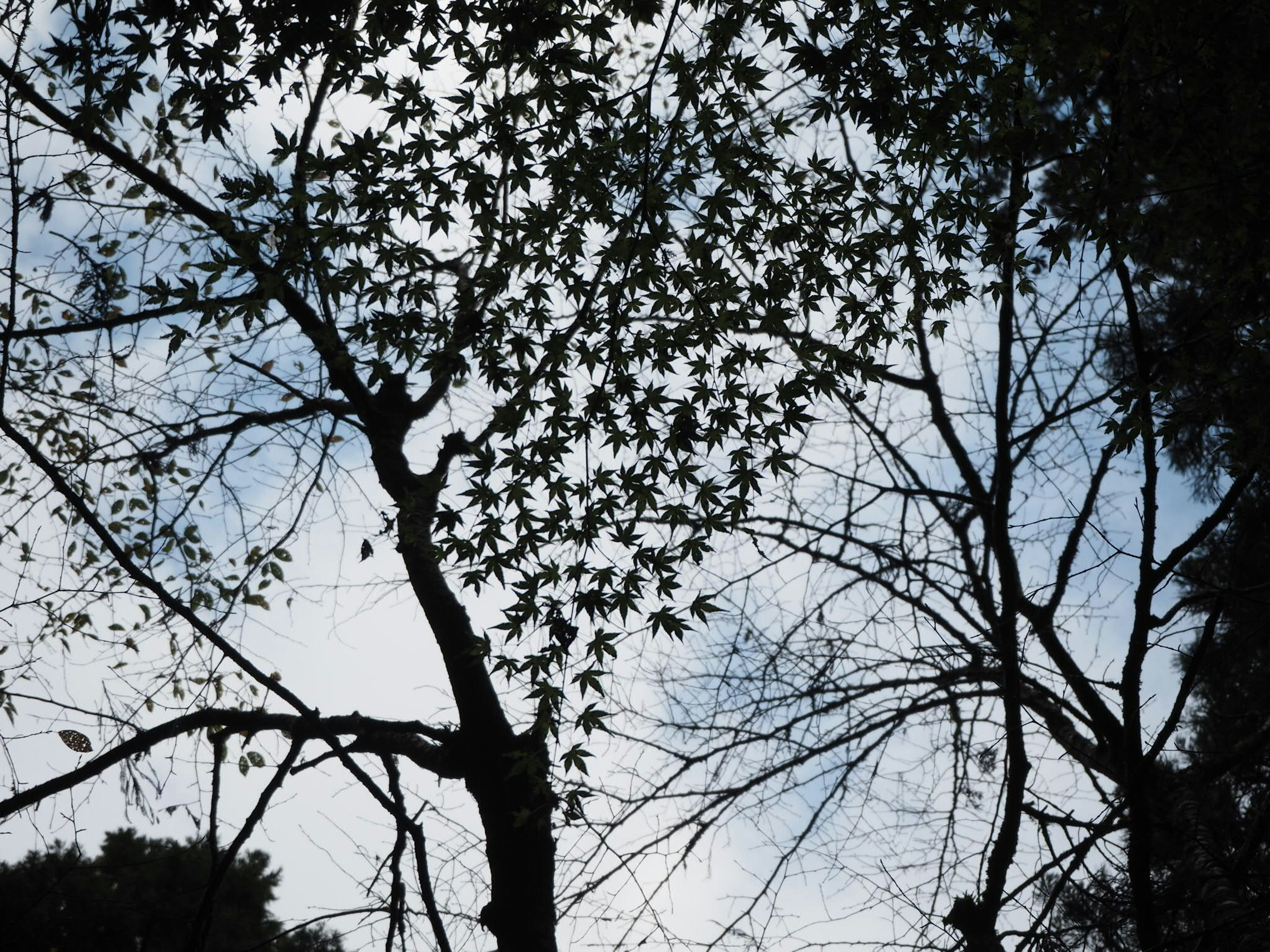 Silhouette d'arbres avec des motifs de feuilles sur fond de ciel bleu