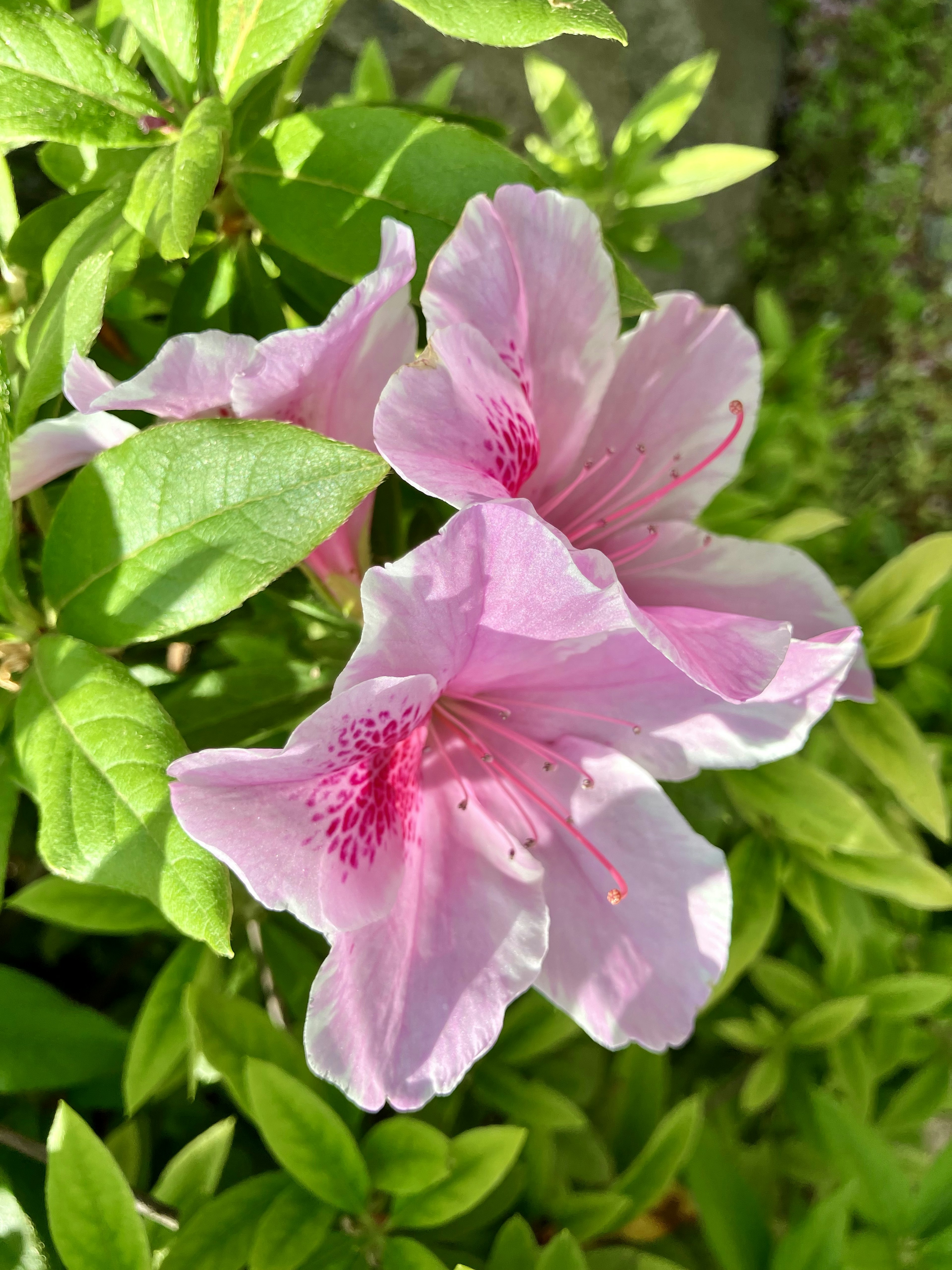 Fleurs d'azalée roses entourées de feuilles vertes