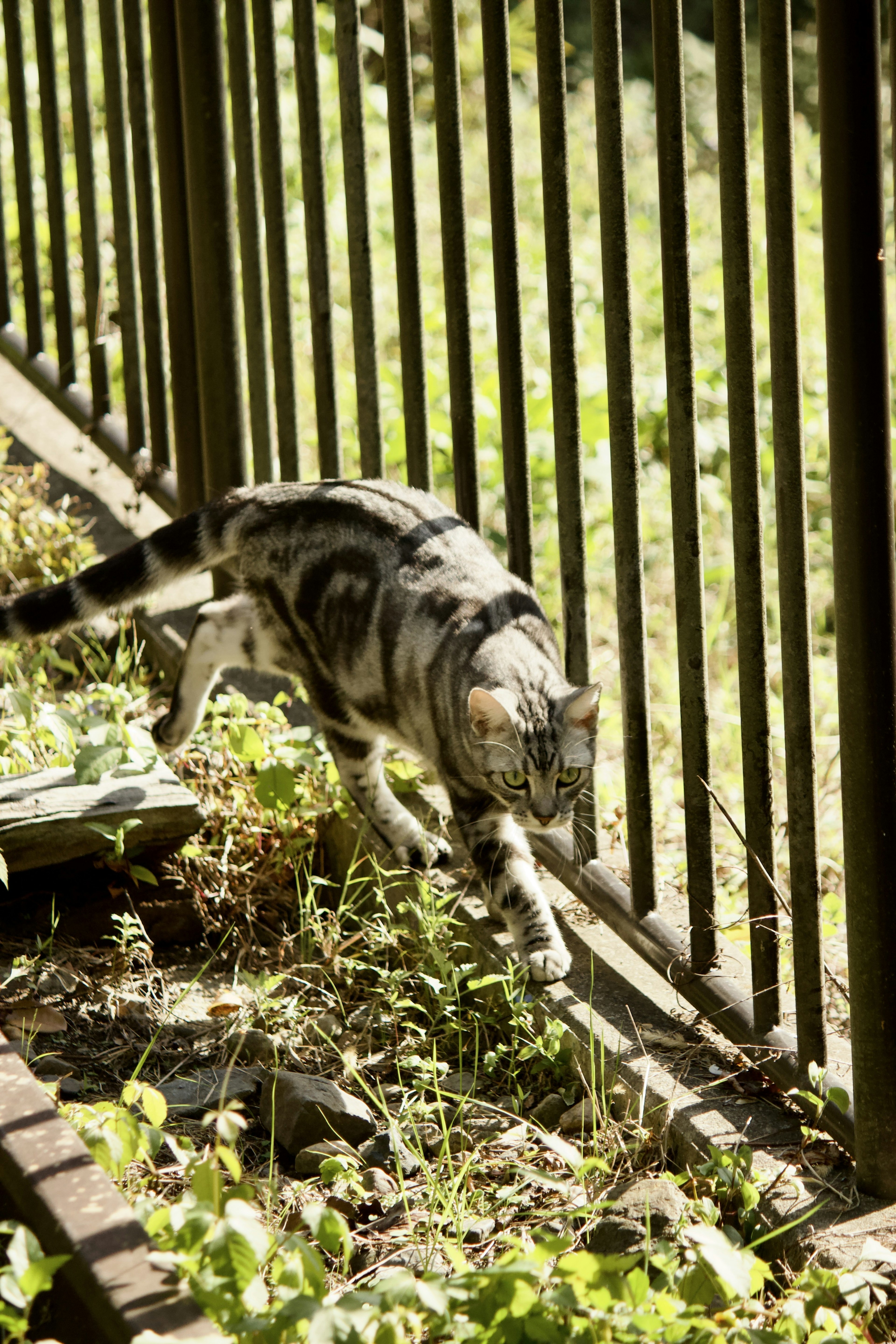 Un gatto che cammina lungo una recinzione in un giardino