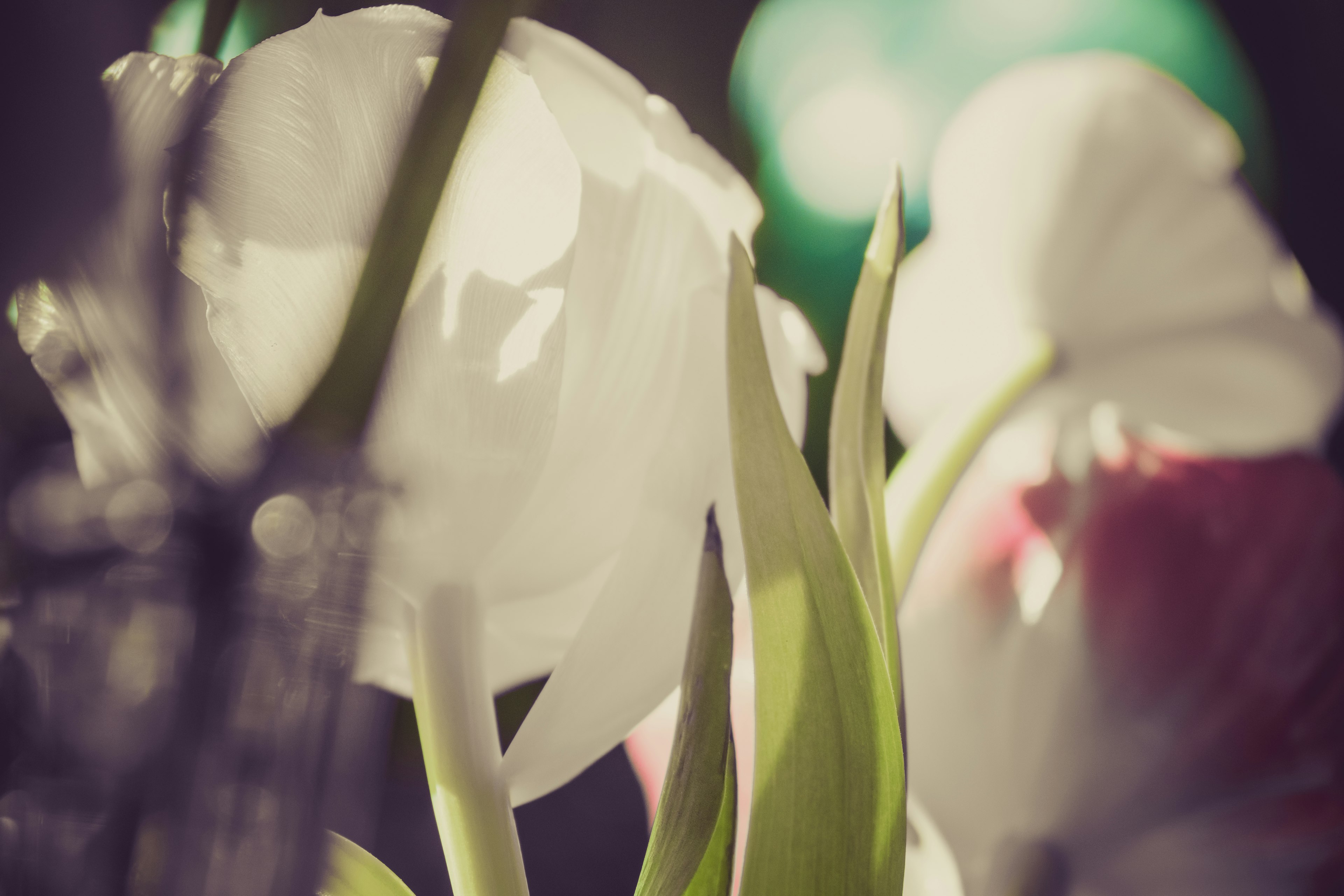 White tulips with blurred green background