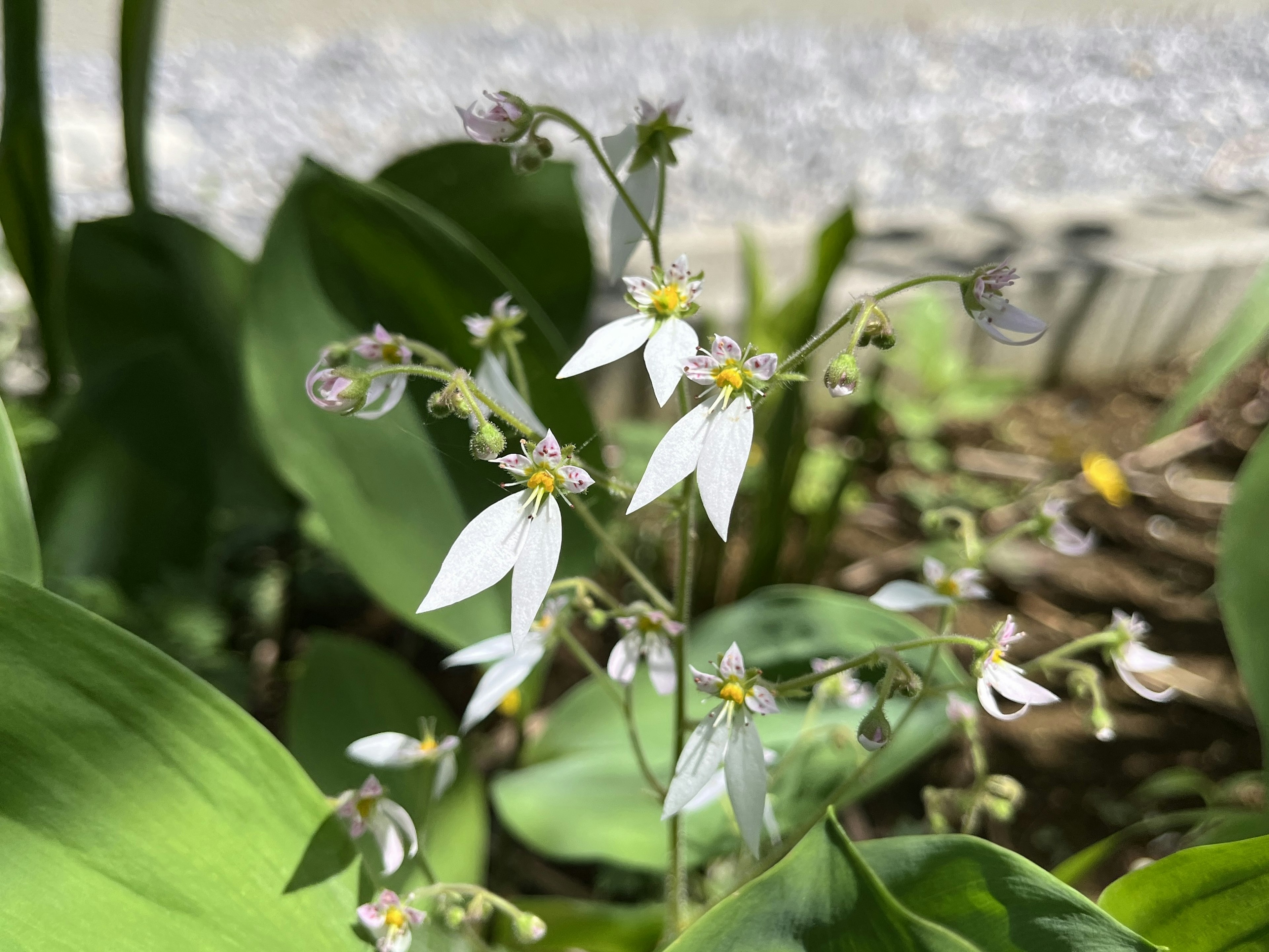 Primer plano de una planta con pequeñas flores blancas y hojas verdes