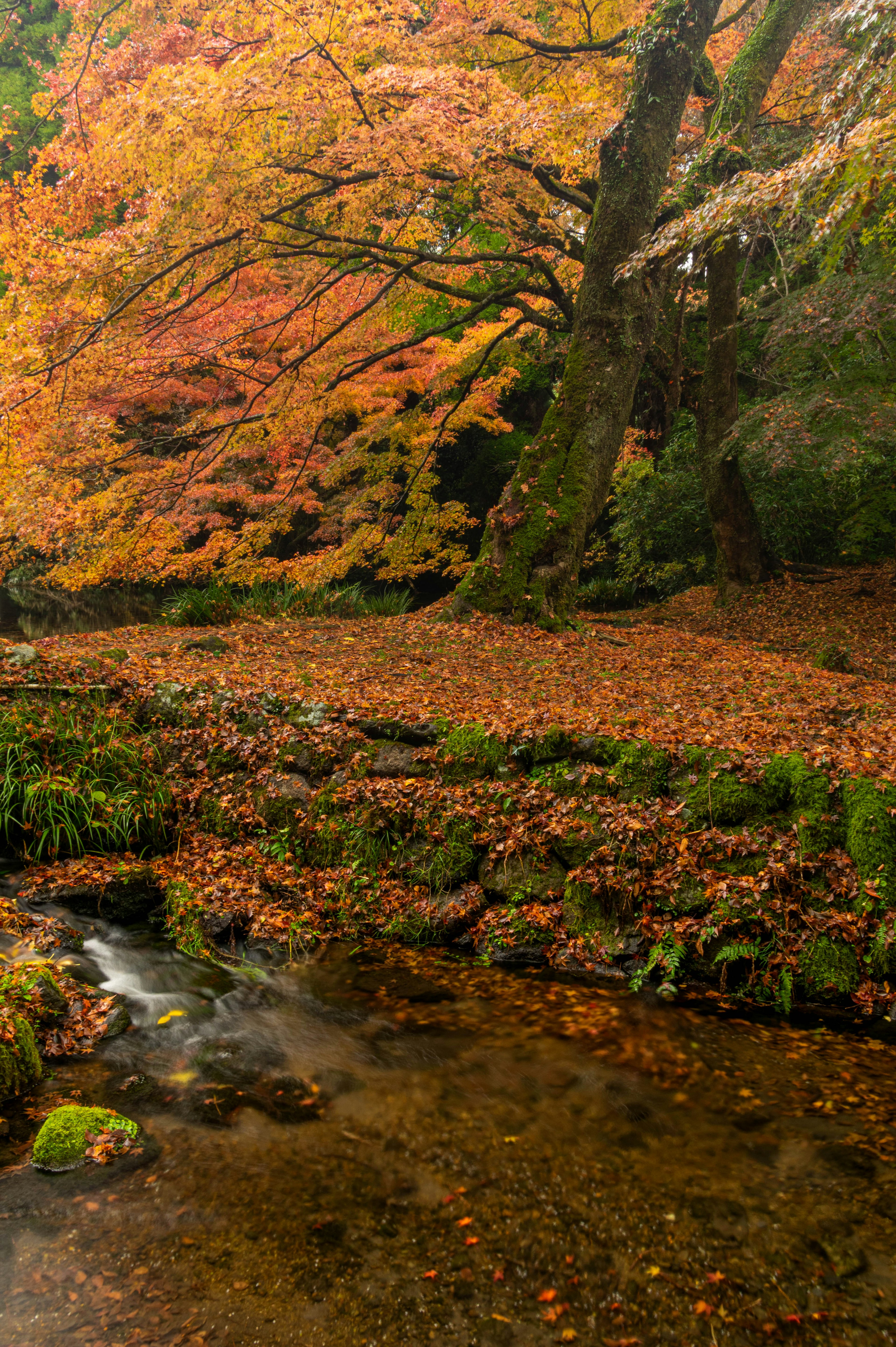 ทิวทัศน์ที่สวยงามของใบไม้ฤดูใบไม้ร่วงที่มีสีสันและลำธารที่เงียบสงบ