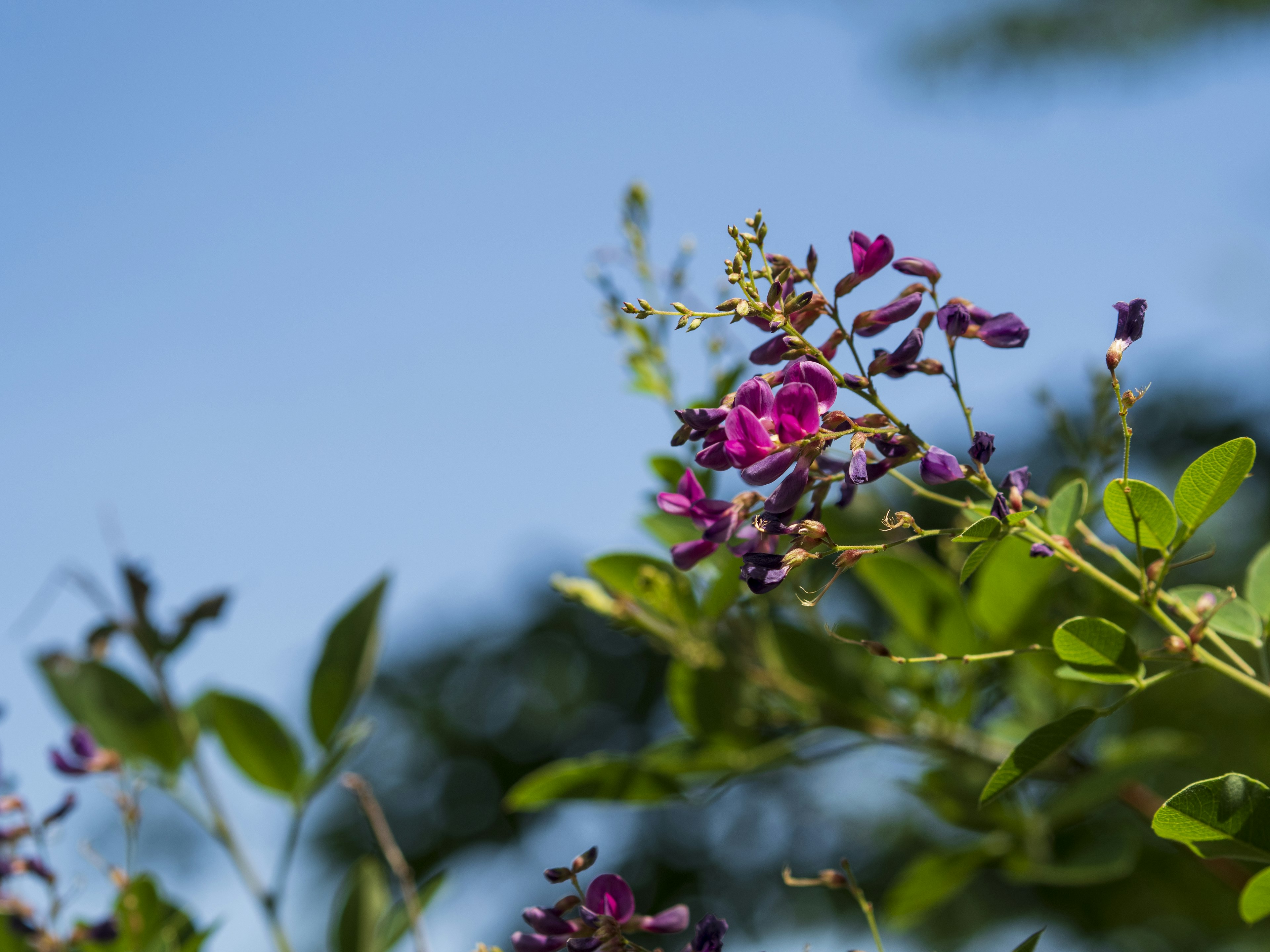 紫色の花と緑の葉を持つ植物のクローズアップ写真 青空の背景