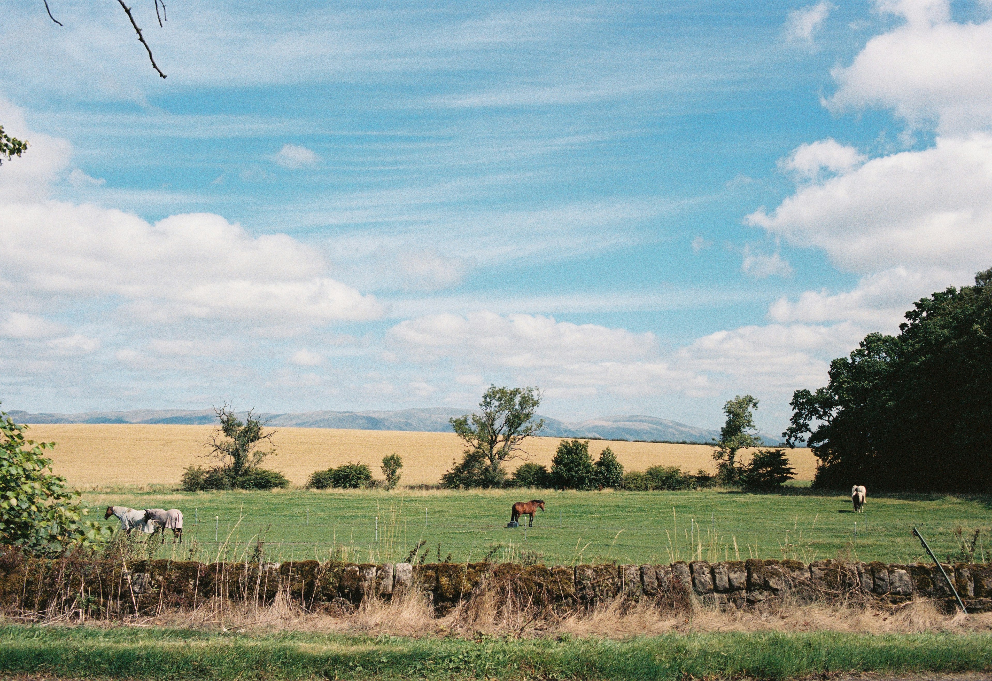 Pferde grasen in einem grünen Feld unter einem blauen Himmel mit flauschigen Wolken