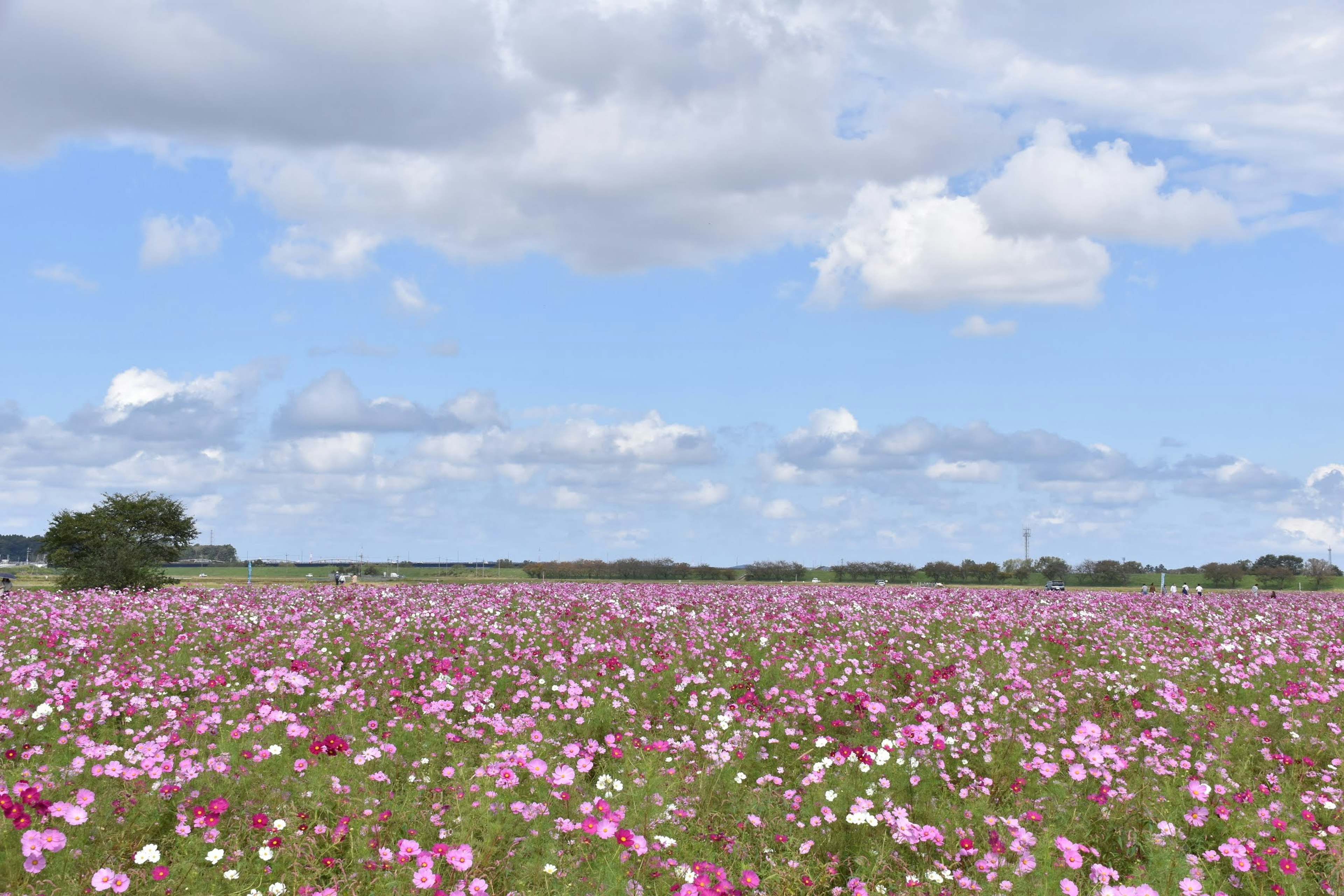 Champ de fleurs de cosmos colorées sous un ciel bleu