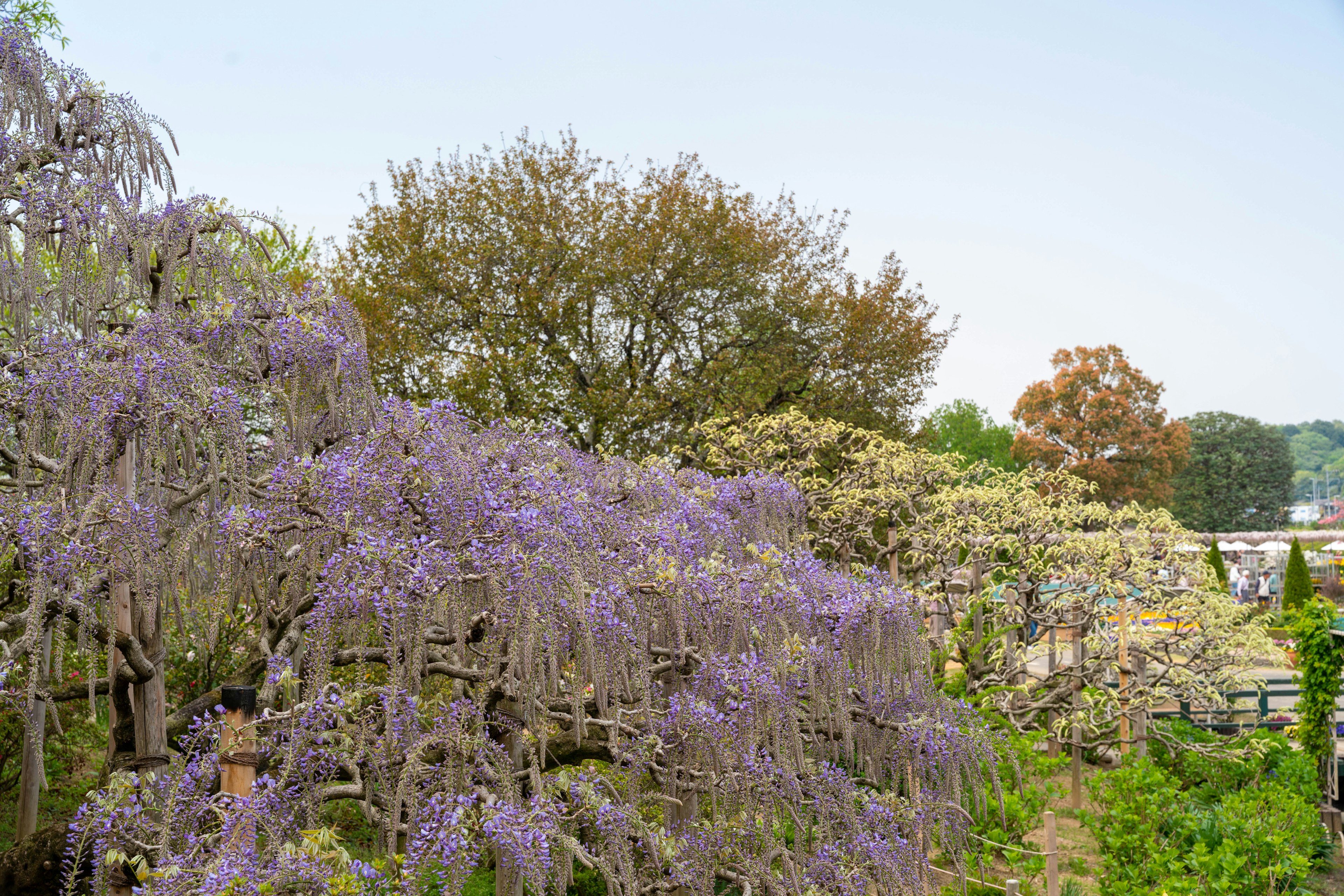 Una vista panoramica di fiori di glicine in fiore viola