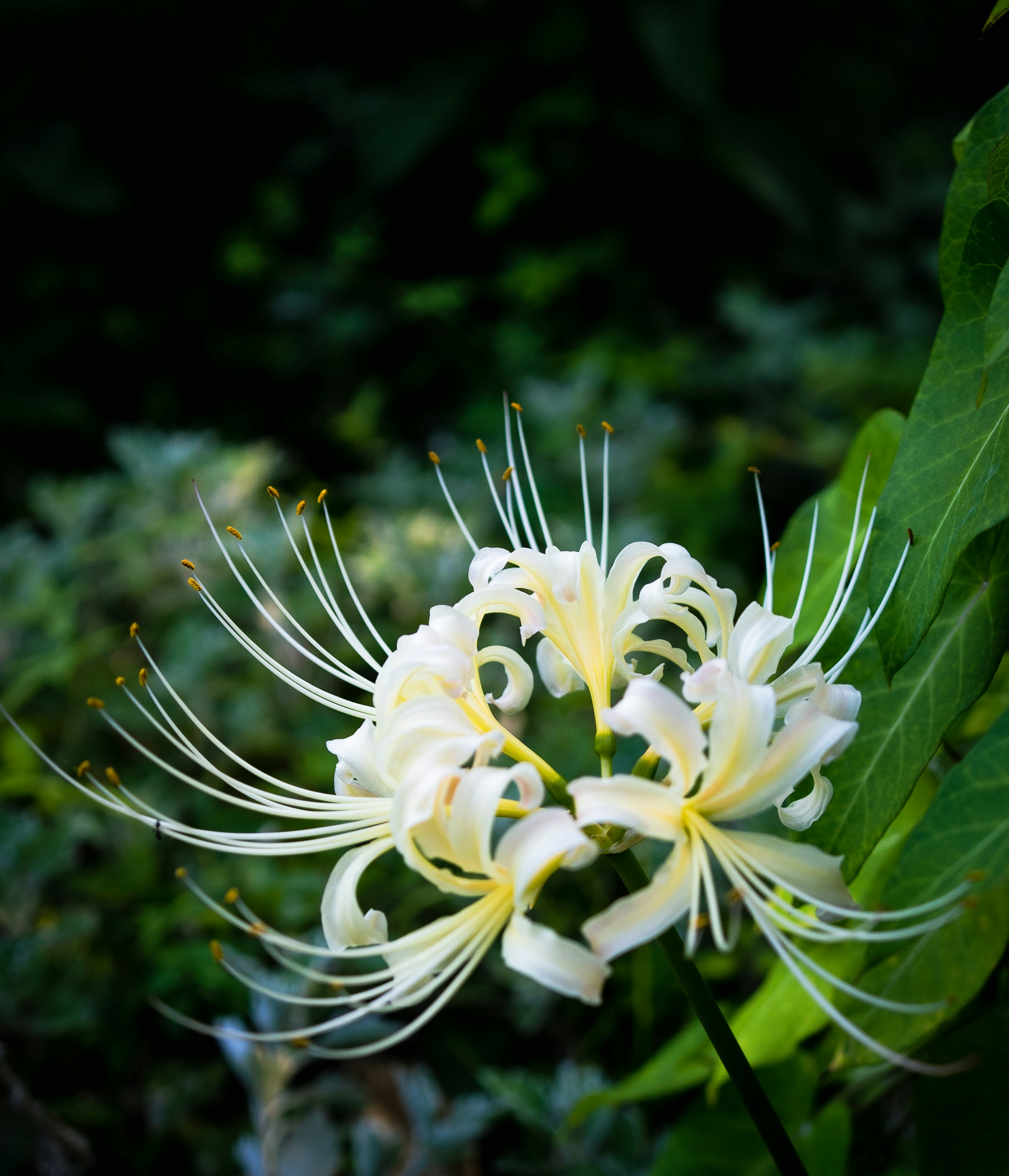 Schönes Bild einer weißen Blume, die sich vor grünem Hintergrund abhebt