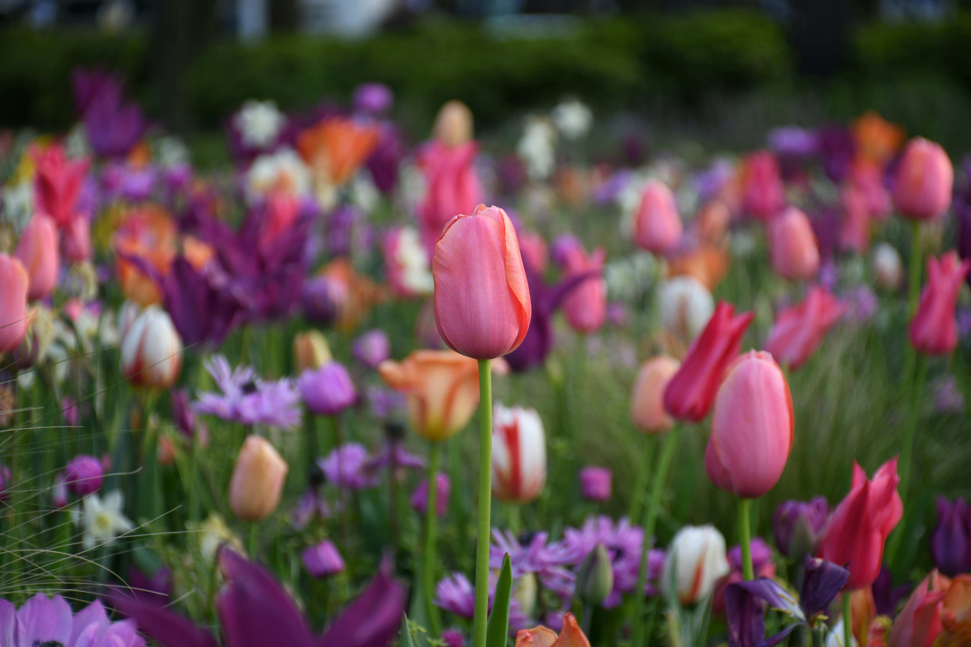 Un champ vibrant de tulipes et de fleurs de différentes couleurs