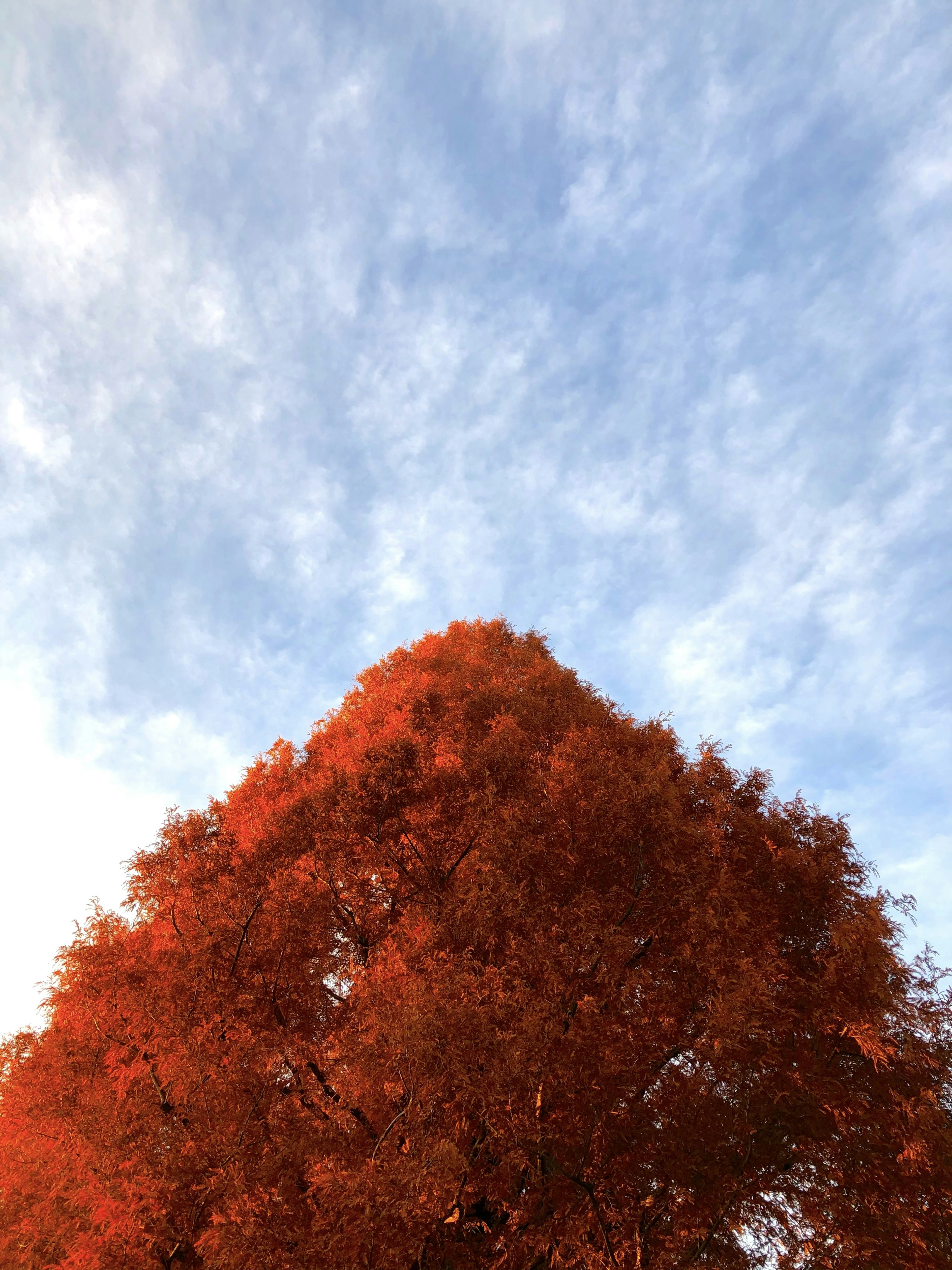 Un árbol con hojas rojas vibrantes contra un cielo azul