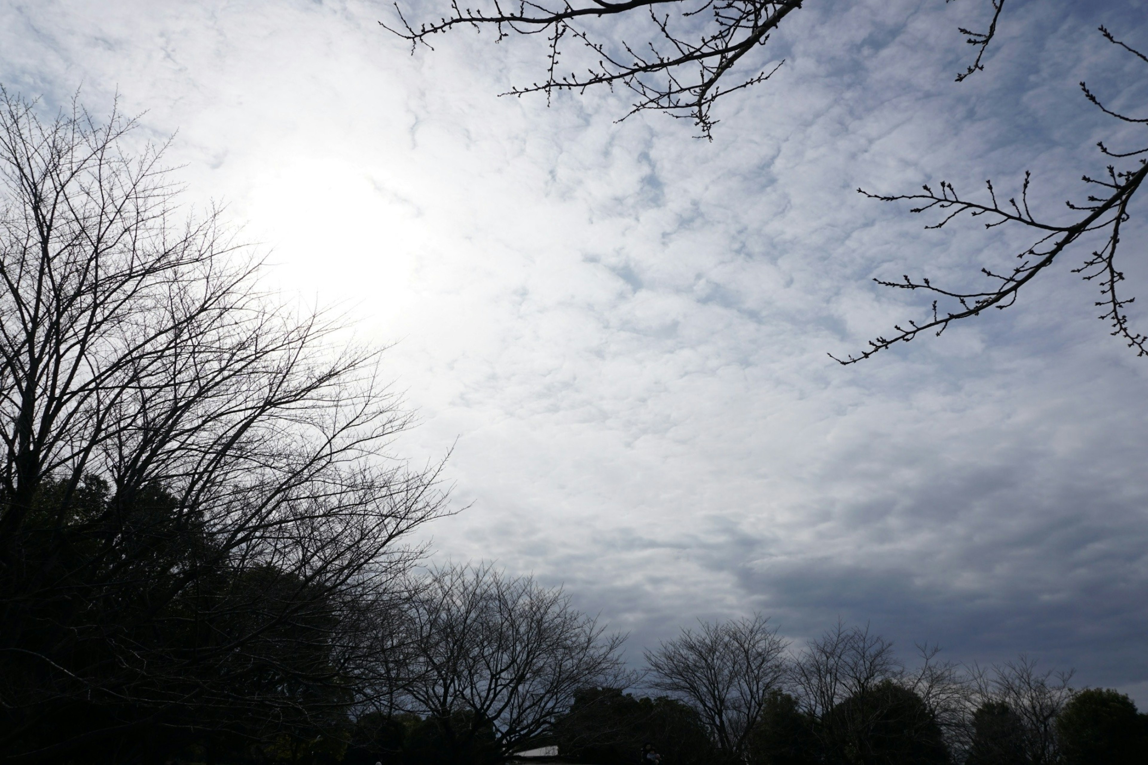 Soleil brillant entouré d'un ciel nuageux et d'arbres en silhouette