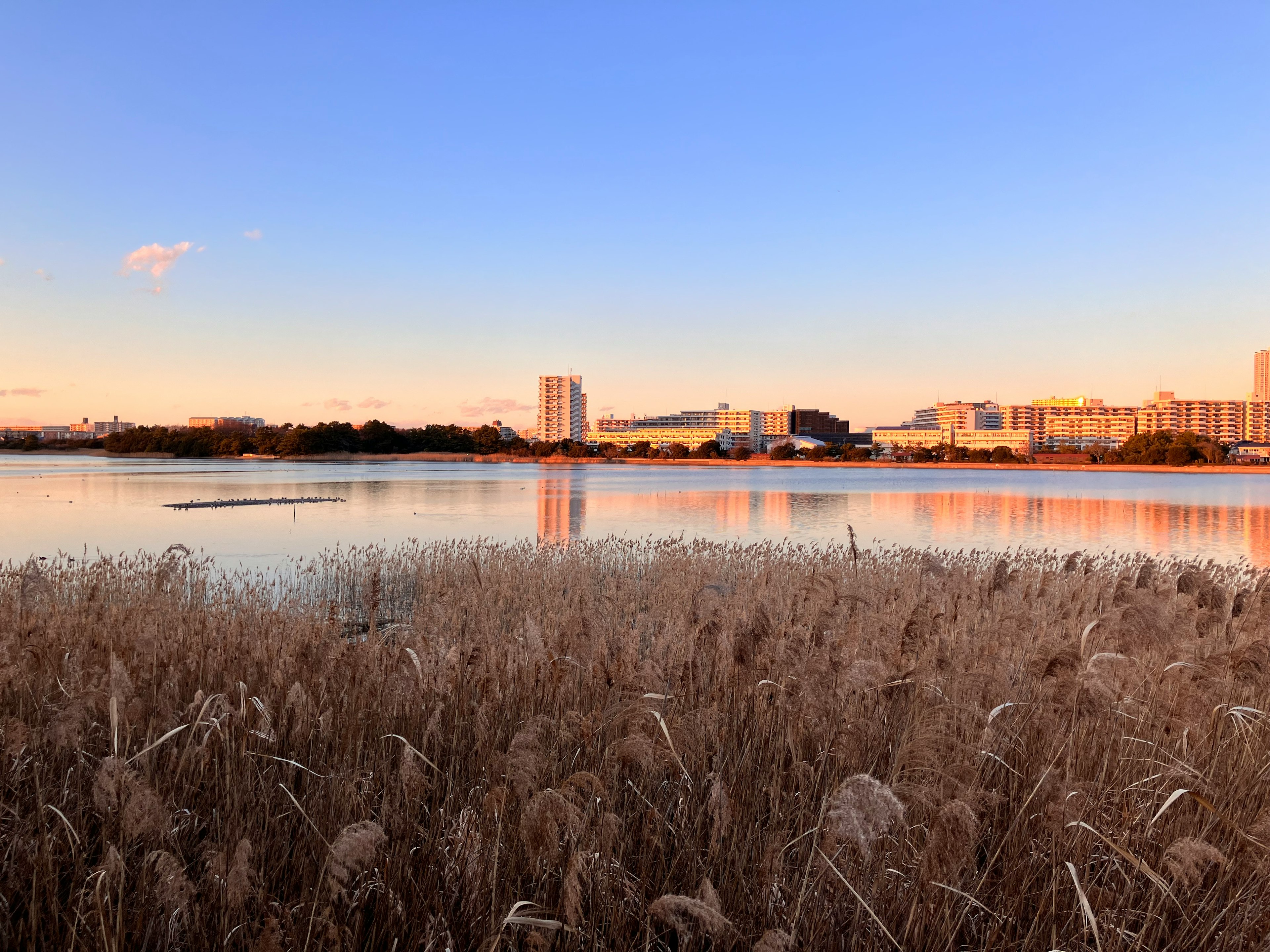 Serene lakeside view at sunset with tall buildings in the background