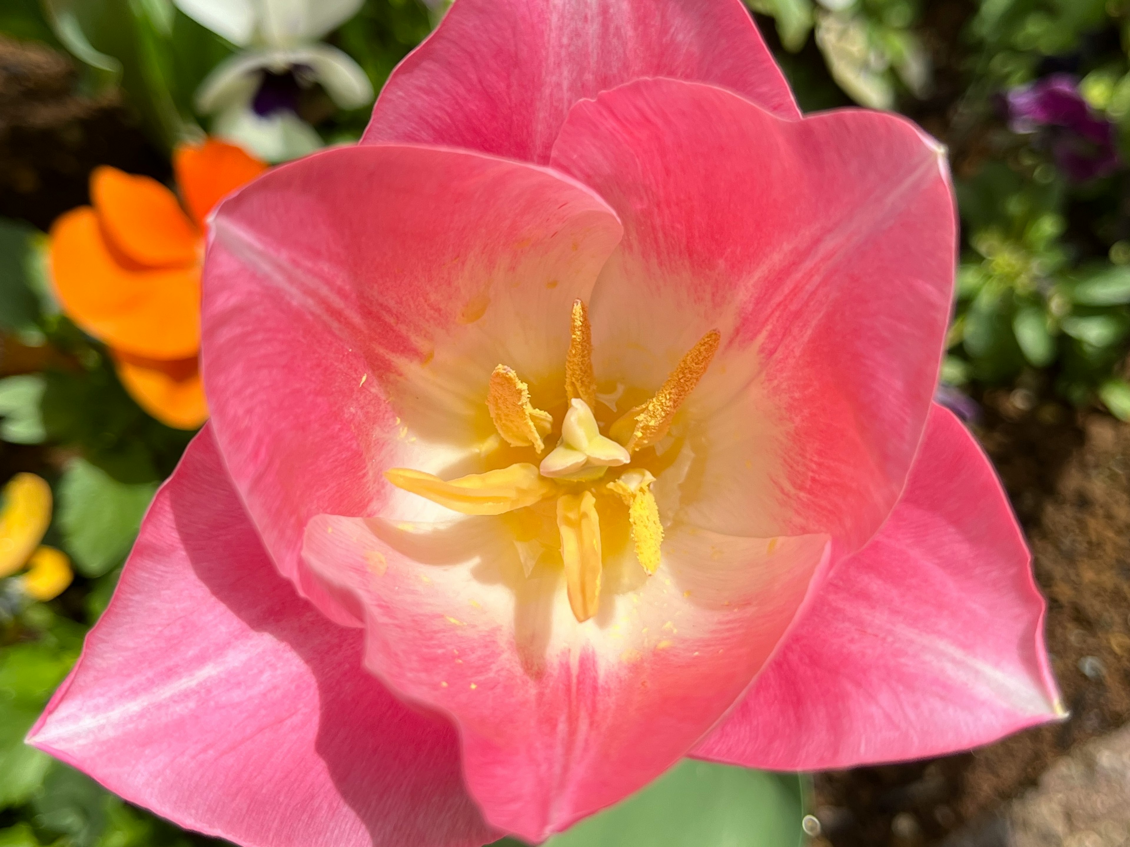 Close-up of a pink tulip flower with a bright yellow center surrounded by colorful blooms