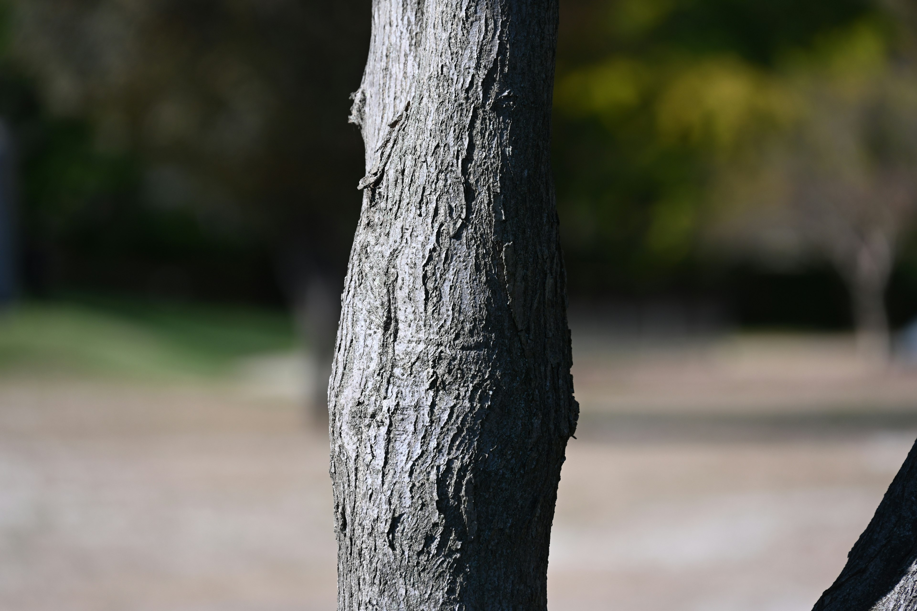 Primo piano di un tronco d'albero che mostra texture e dettagli