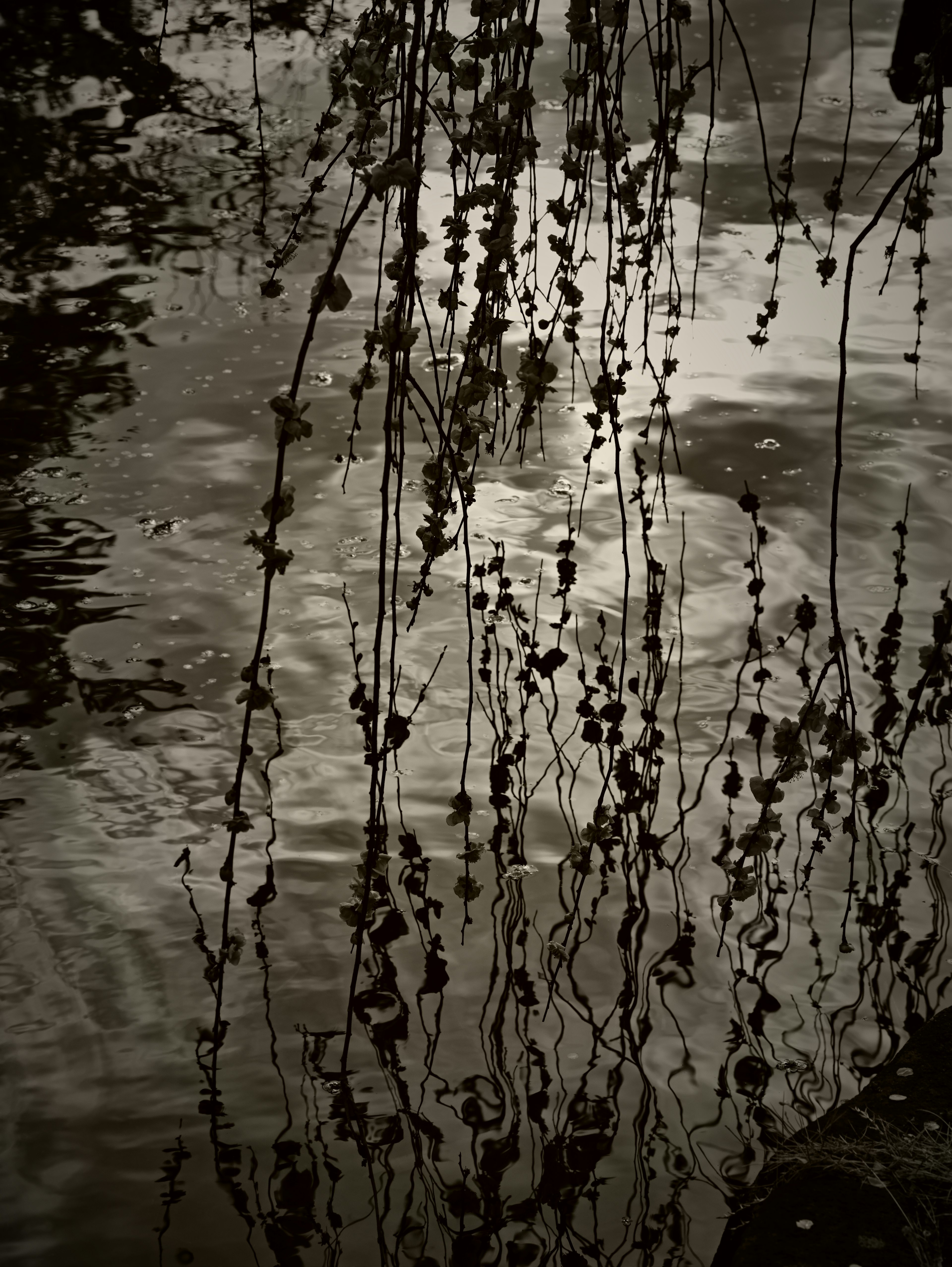 Monochromes Landschaftsbild mit Reflexionen im Wasser und dünnen Pflanzenstängeln