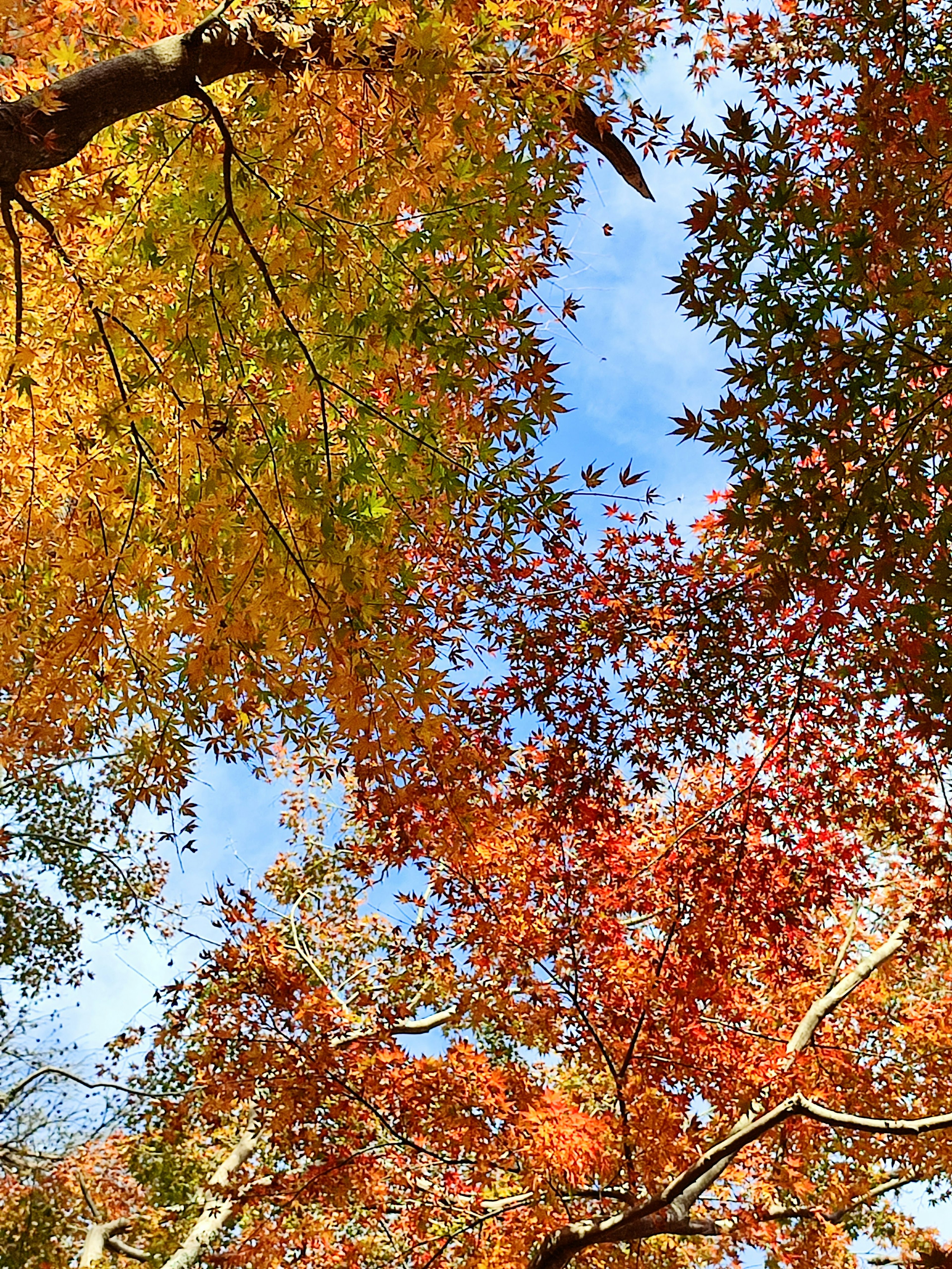 Fogliame autunnale colorato con un cielo blu chiaro