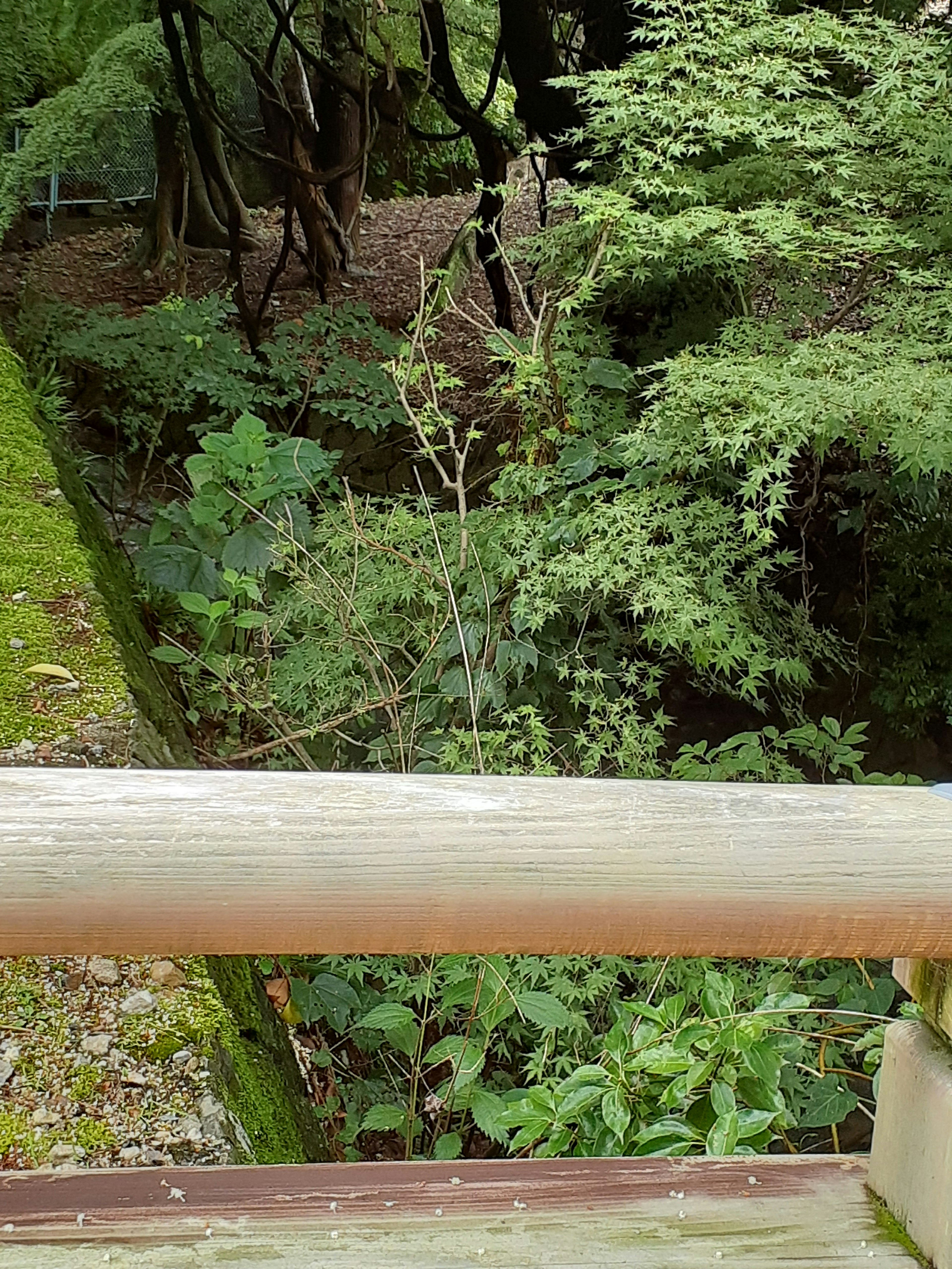 Üppige Gartenansicht mit Holzgeländer