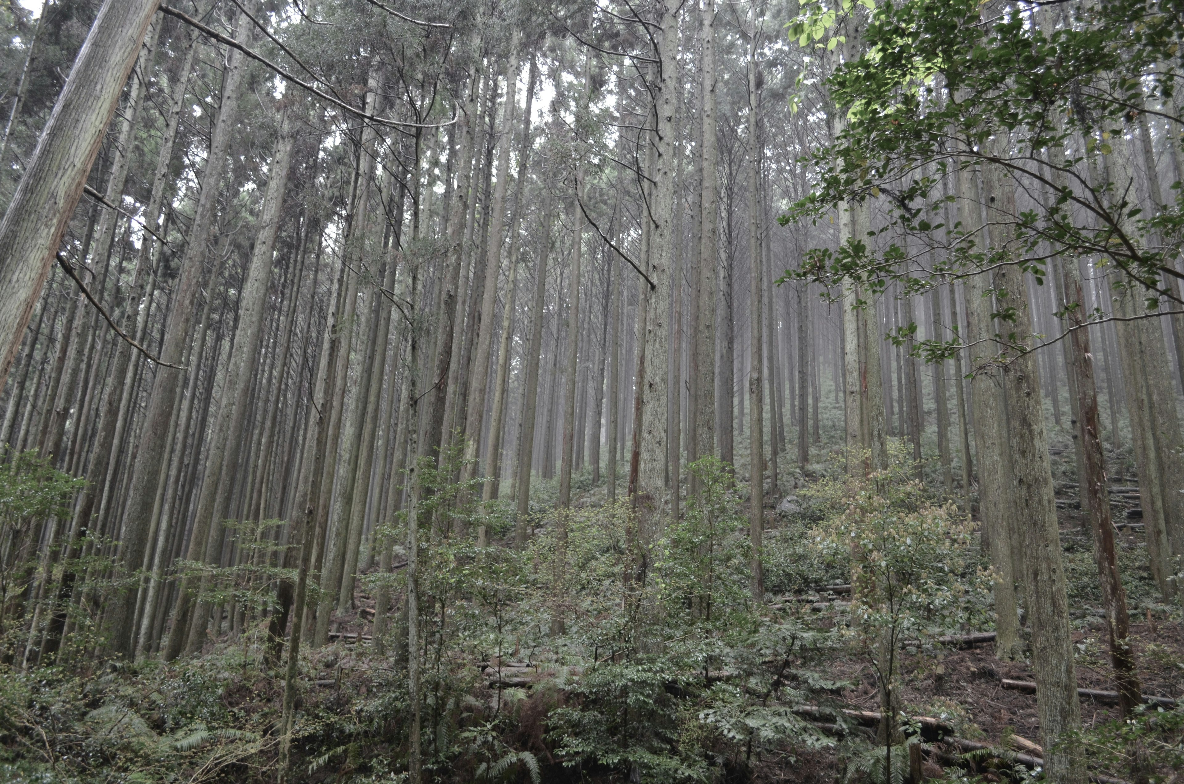 Scena di foresta nebbiosa con alberi alti e vegetazione lussureggiante