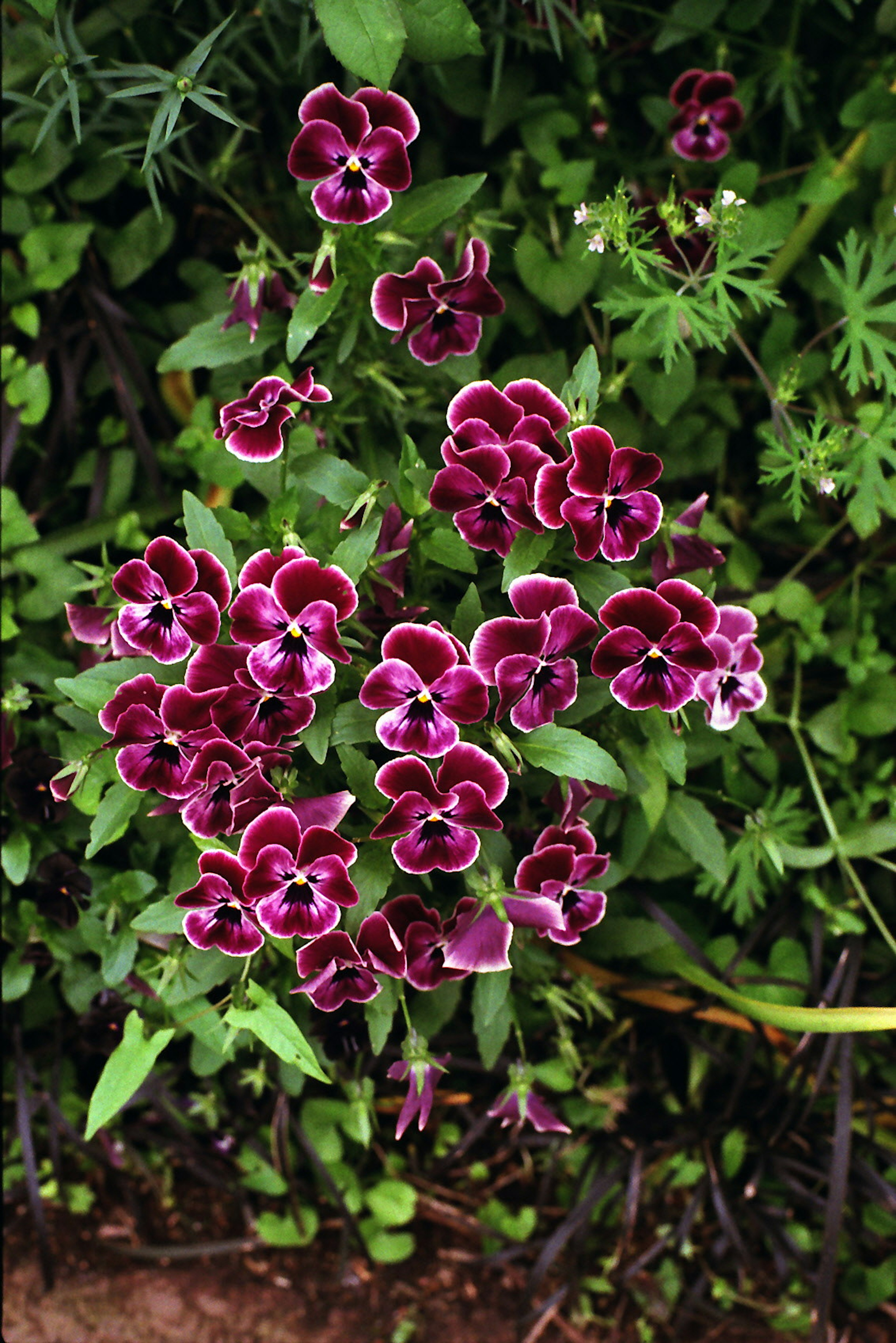 Primo piano di una pianta con fiori viola