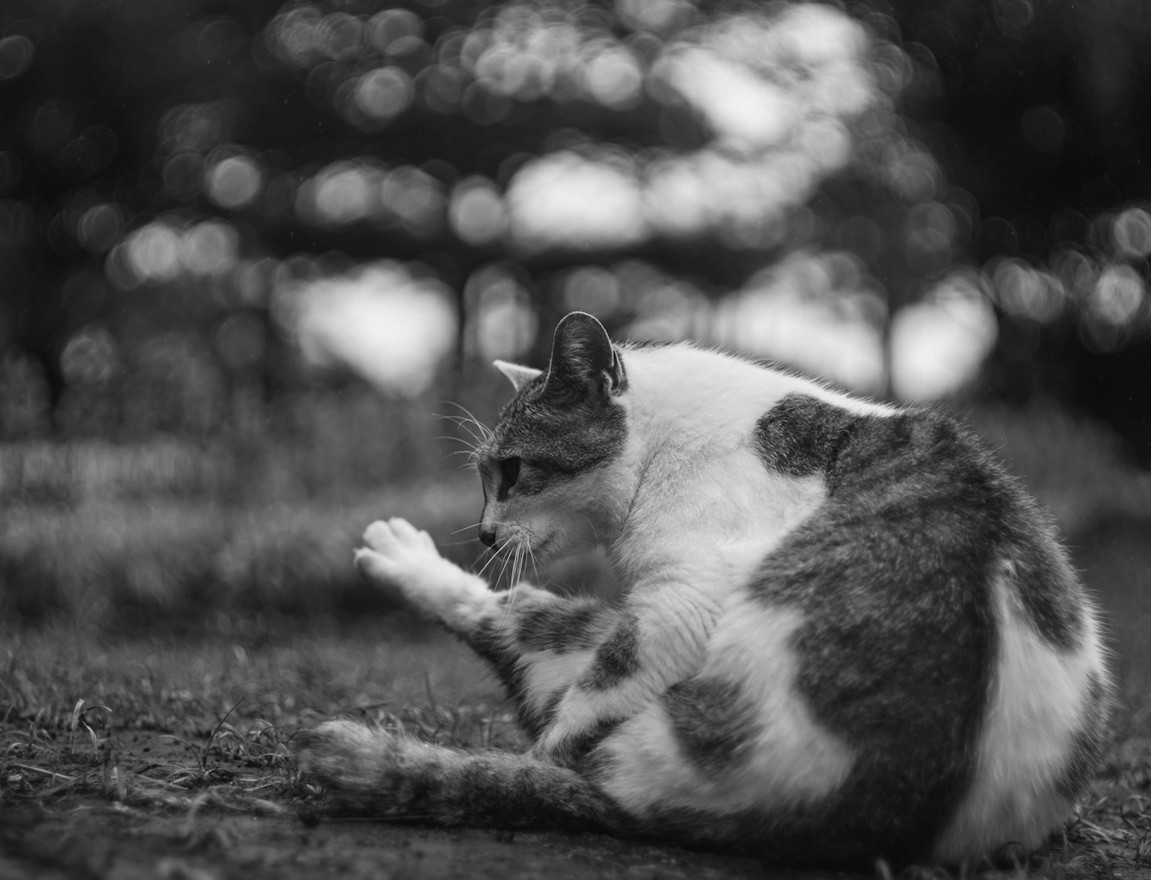 白黒の猫が草の上で横になり前足を舐めている